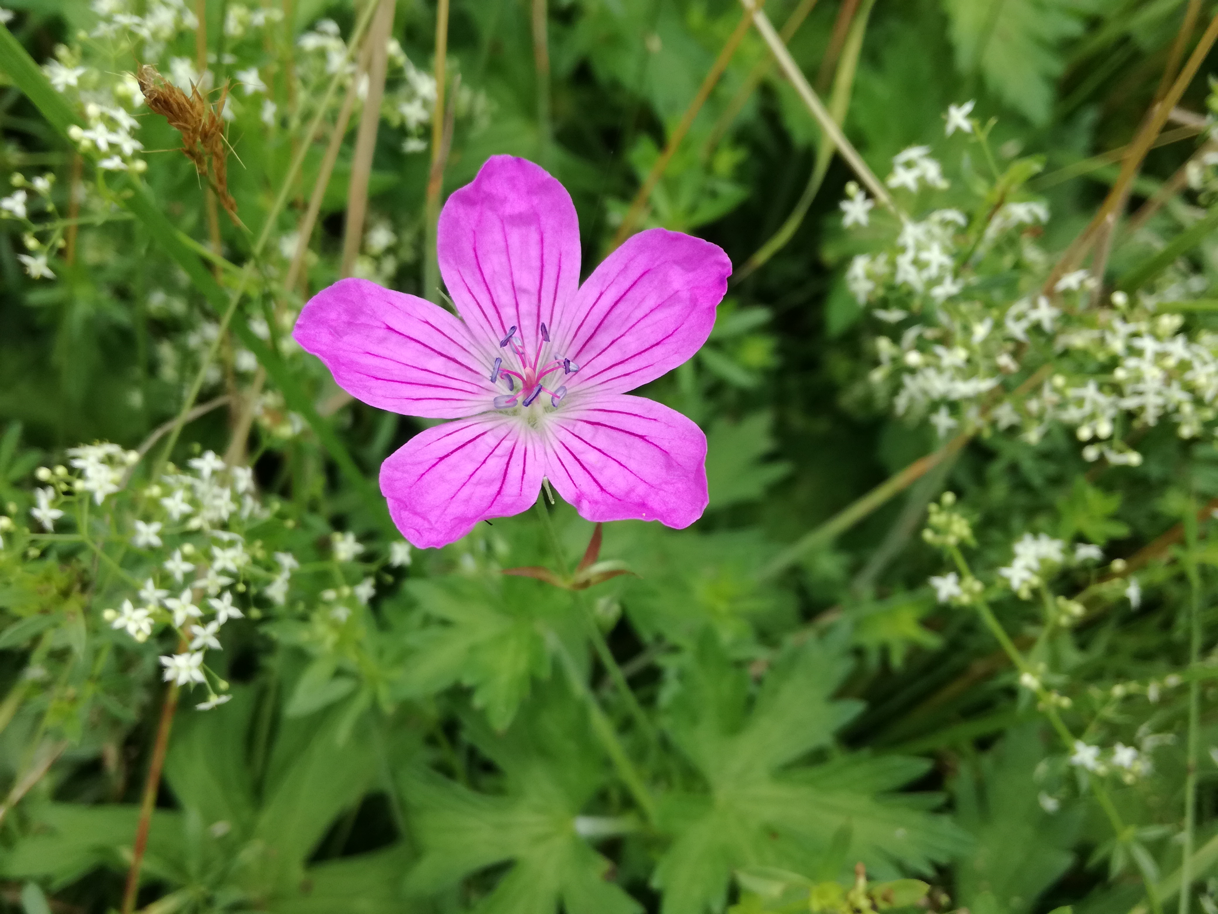 13062018165353 3748 art 2248 img 20180613 114350