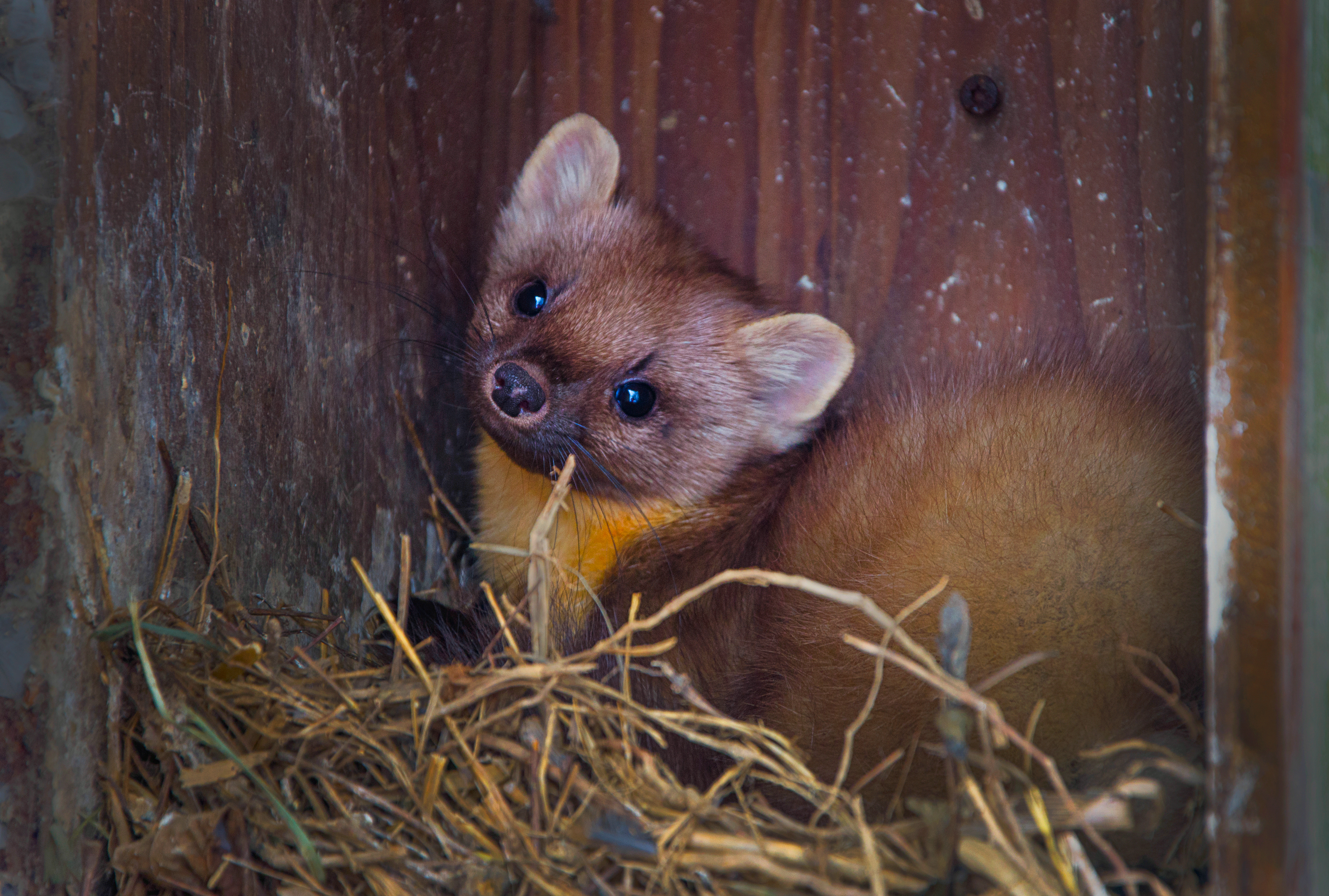 13072013150739 1125 art 998 dsc 1237 3