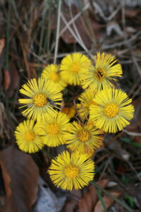 13082013072854 1336 art 1111 tussilago farfara elsenau 0 298