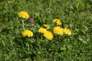13082013073653 1338 art 1132 taraxacum officinalis img 7311