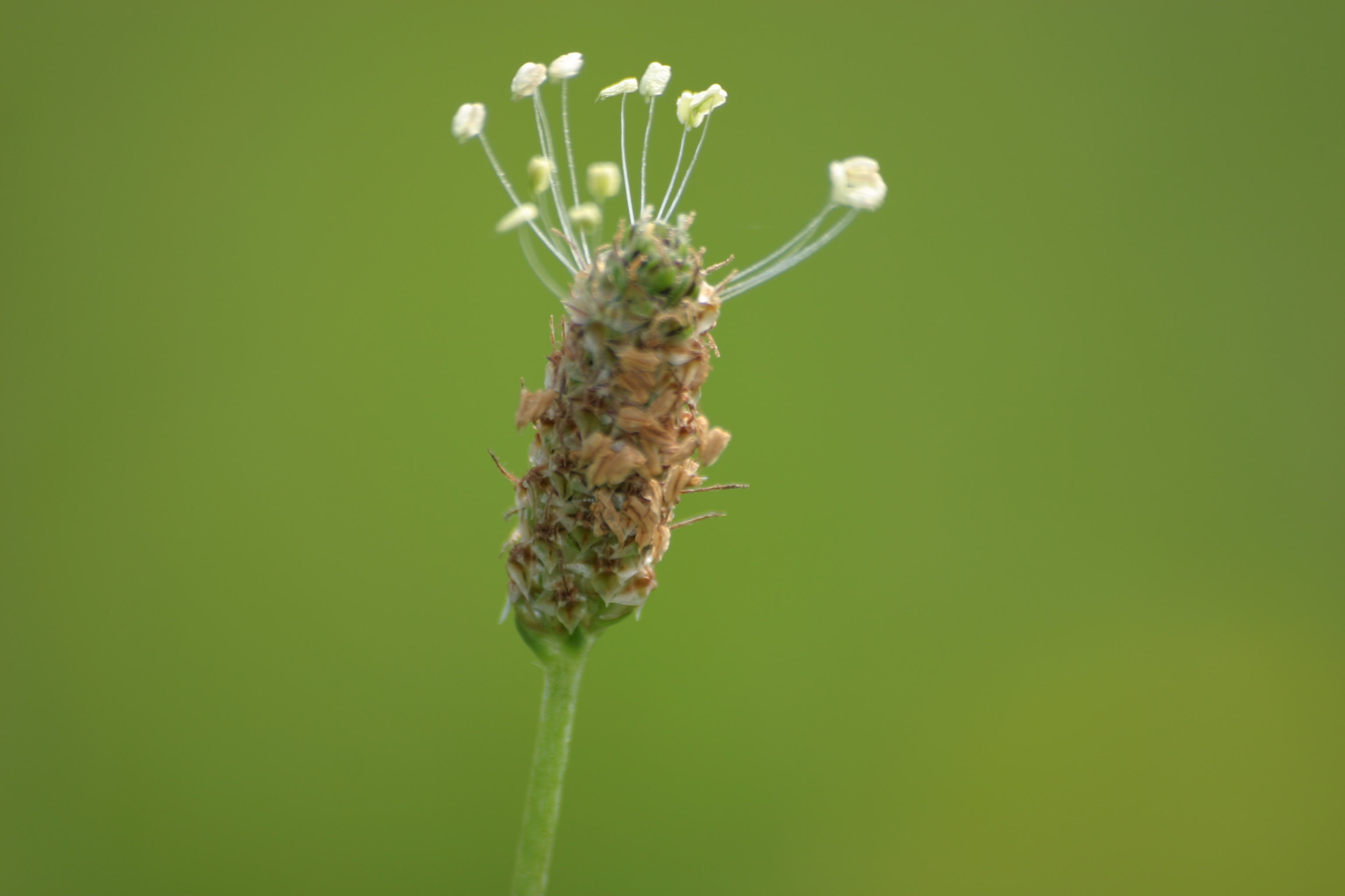 13082013074434 1339 art 1128 plantago lanceolata img 2905