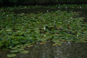 13082013121820 1340 art 1131 05 nymphaea alba weise seerose krk 393