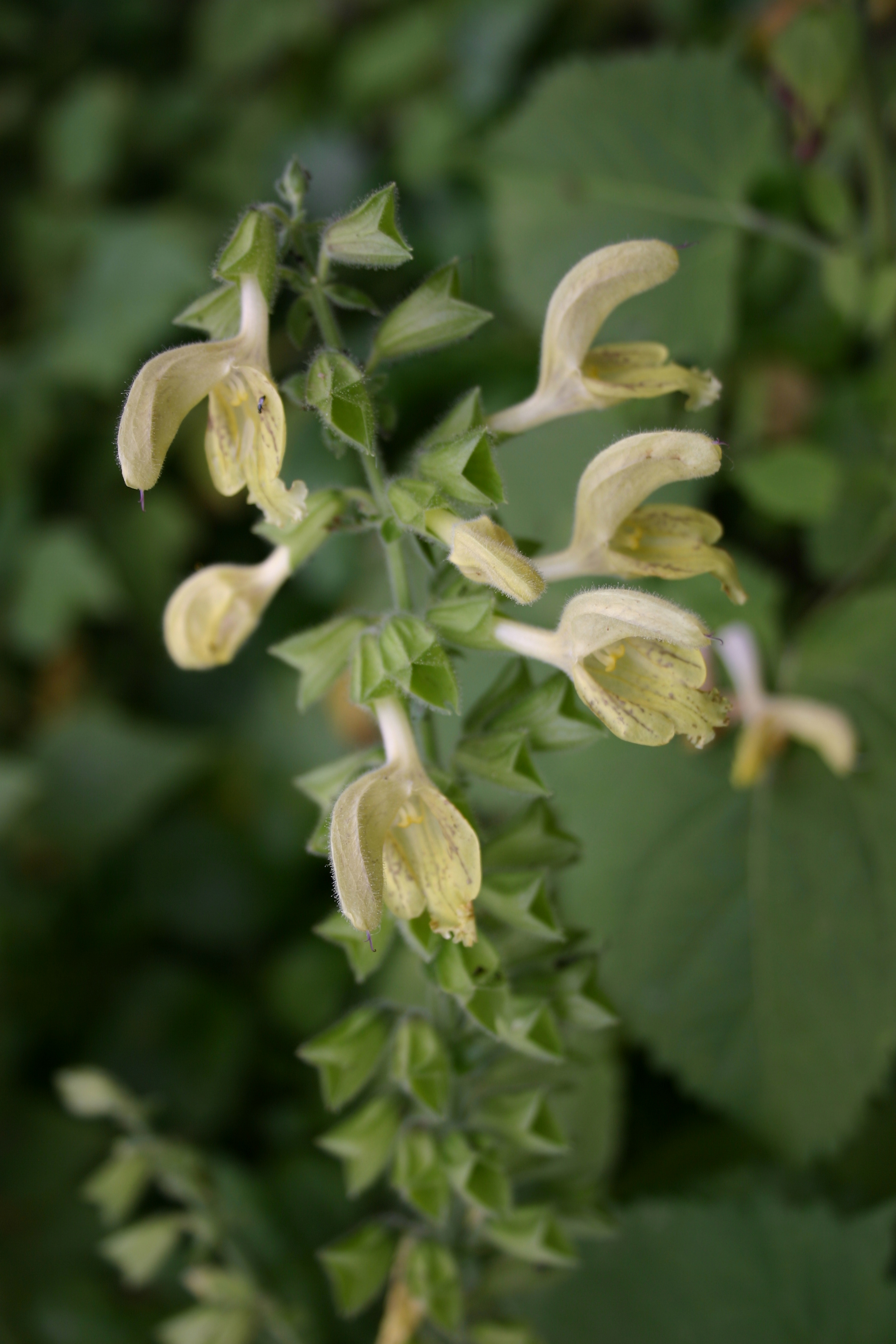 13082013122117 1341 art 488 salvia glutinosa img 4202
