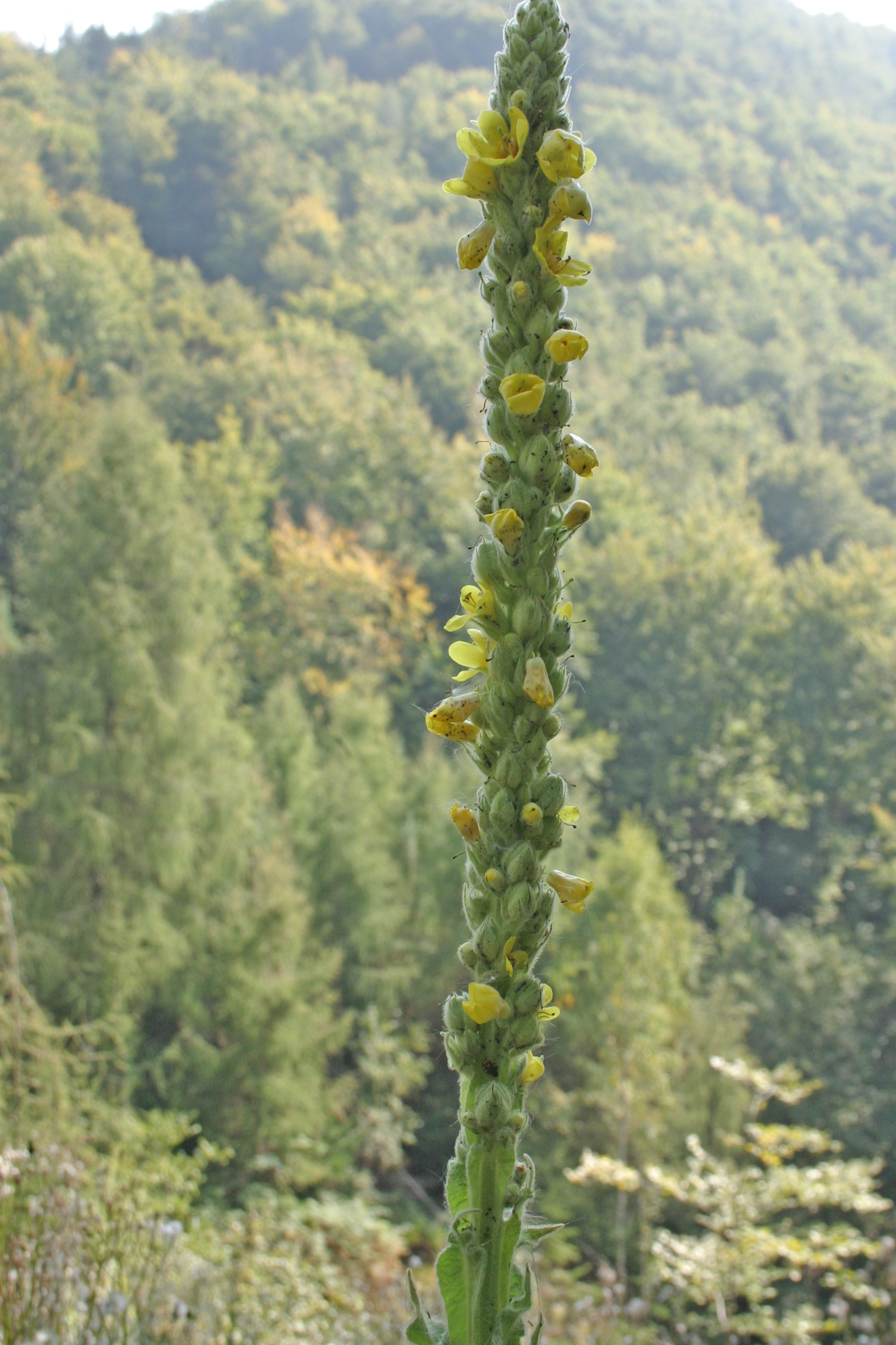 13082013124806 1342 art 563 verbascum thapsus glbgkgsud img 5201 2