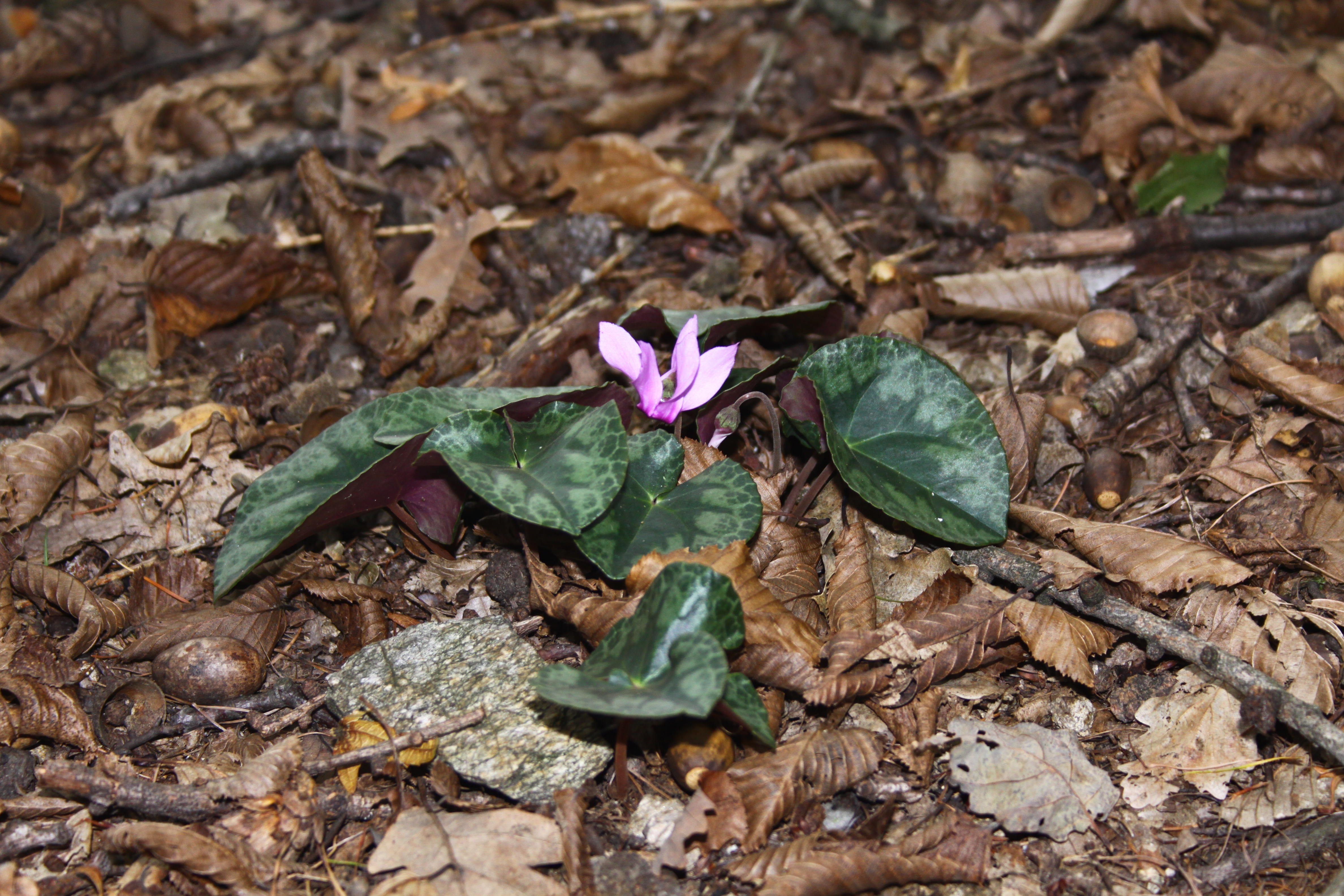 13082013130159 1343 art 482 cyclamen purpurascens herberstein 0 145 32