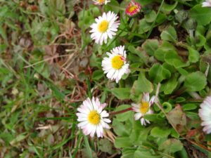 13082013132410 1344 art 1126 bellis perennis 04020028
