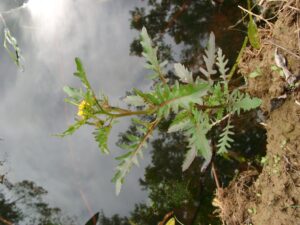 13082013132846 1346 art 1110 rorippa palustris 05090068