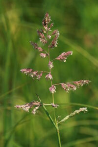 13082013133224 1347 art 1109 phalaris arundinacea unterrohr 5 19