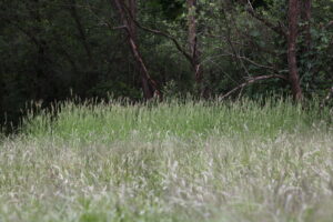 13082013134522 1348 art 1109 phalaris arundinacea unterrohr rauchmuhle 176 40