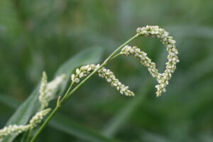 13082013140119 1349 art 1108 polygonum lapathifolium buchschachen 01 23