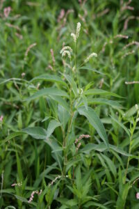 13082013140406 1350 art 1108 persicaria lapathifolia st johann i h grosschedlmuhle 23 11