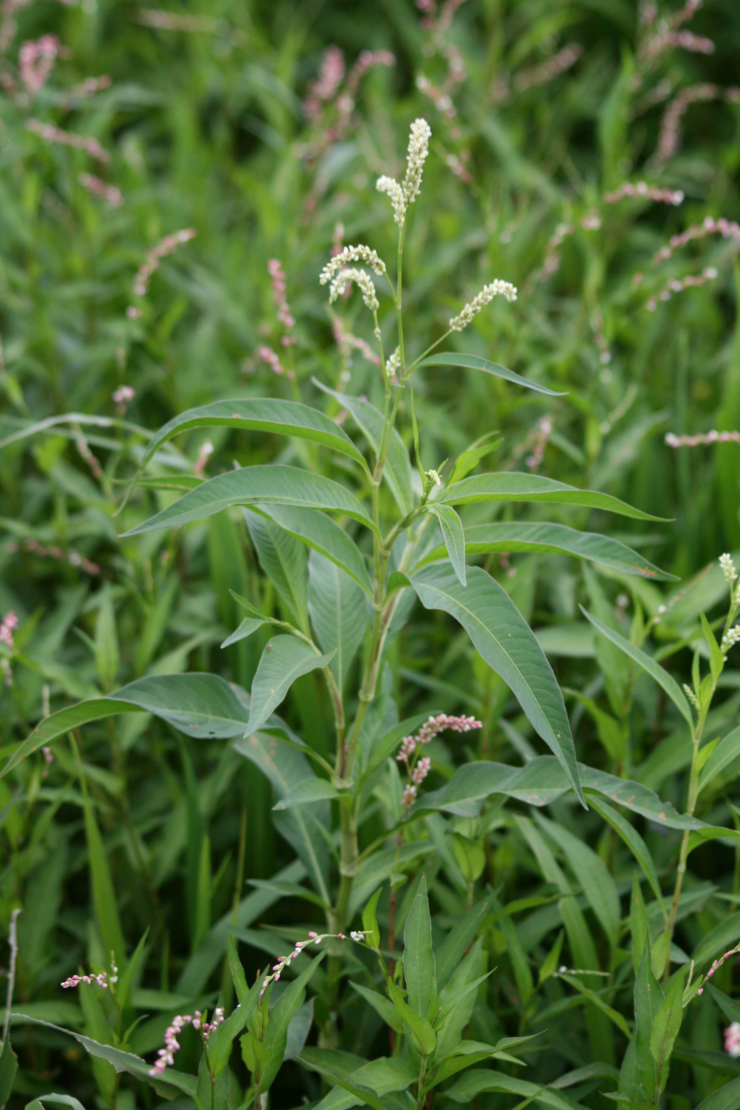 13082013140406 1350 art 1108 persicaria lapathifolia st johann i h grosschedlmuhle 23 11