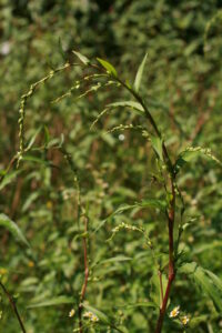 13082013140733 1351 art 1107 persicaria hydropiper sulzegg 0 182 57