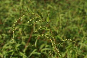 13082013140937 1352 art 1107 persicaria hydropiper sulzegg 0 182 59