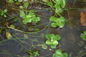 13082013141318 1353 art 1106 peplis portula img 4553 1