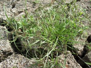 13082013141912 1354 art 1102 cyperus fuscus 09070015