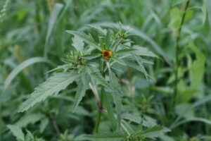 13082013142345 1355 art 1100 bidens tripartita buchschachen 01 2