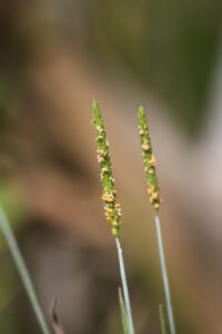 13082013142731 1356 art 1104 alopecurus spec bierbaum a d safen 29 105