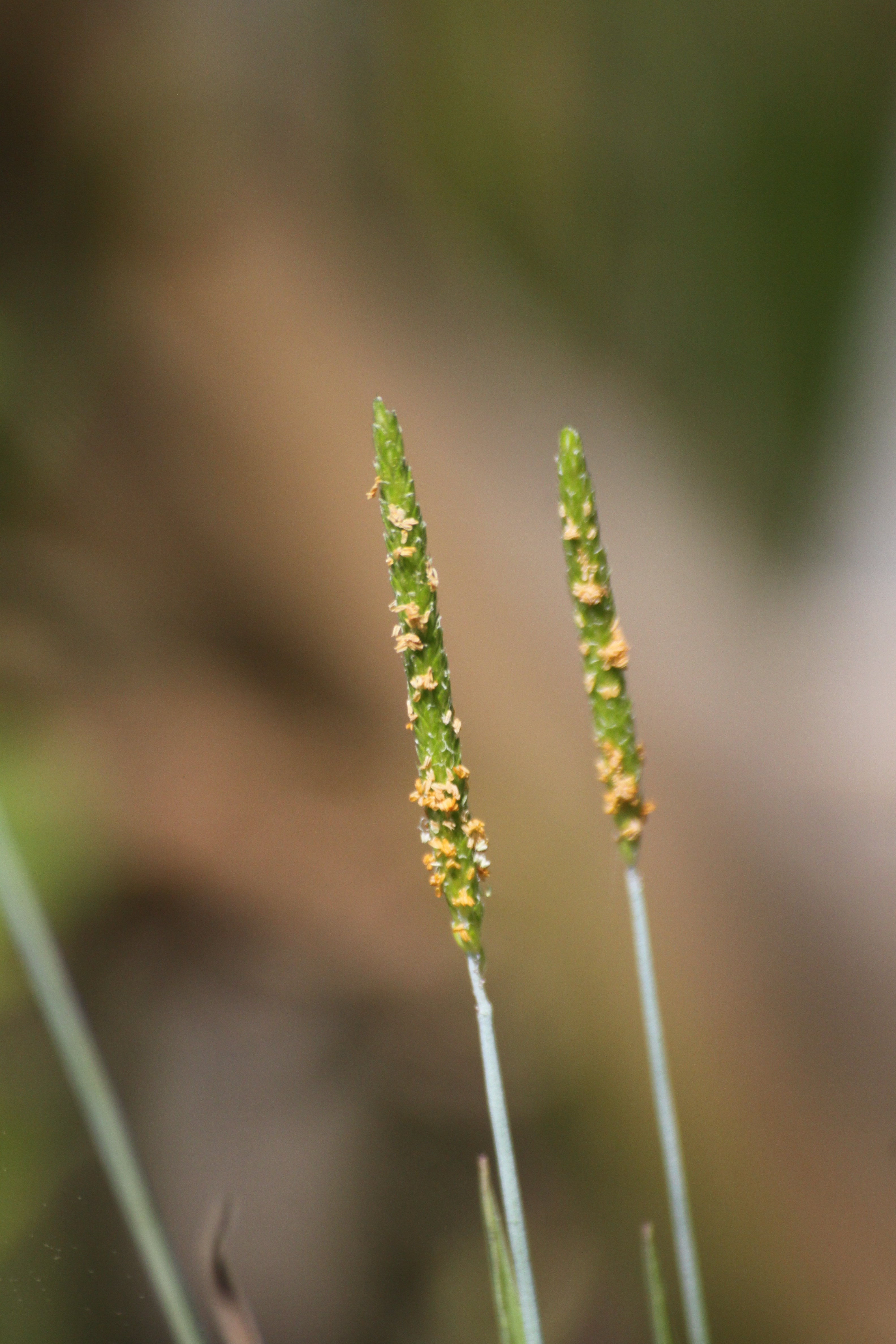 13082013142731 1356 art 1104 alopecurus spec bierbaum a d safen 29 105