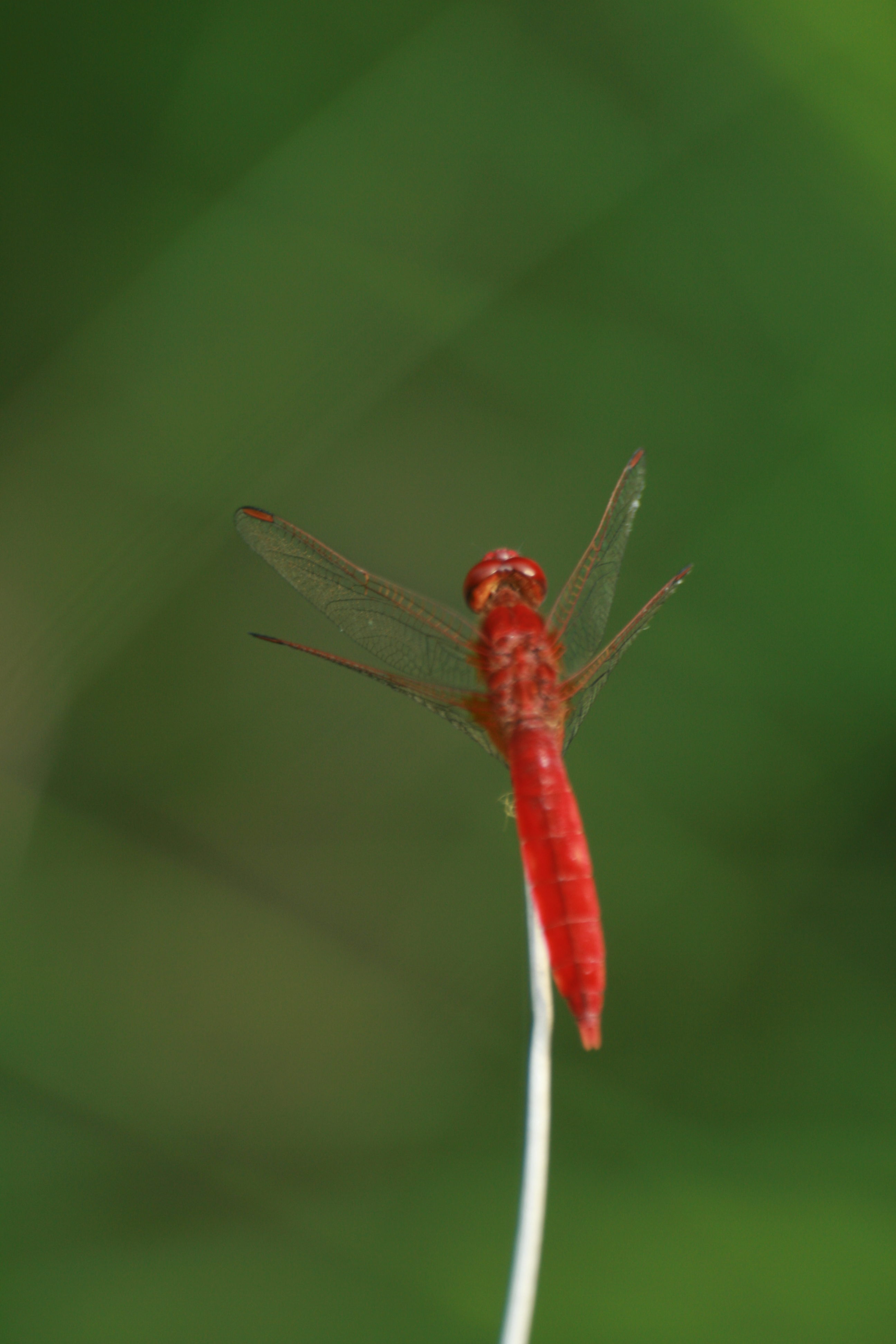 13082013144041 1358 art 1038 crocothemis erythraea feuerlibelle disco krk cro bild 306 39