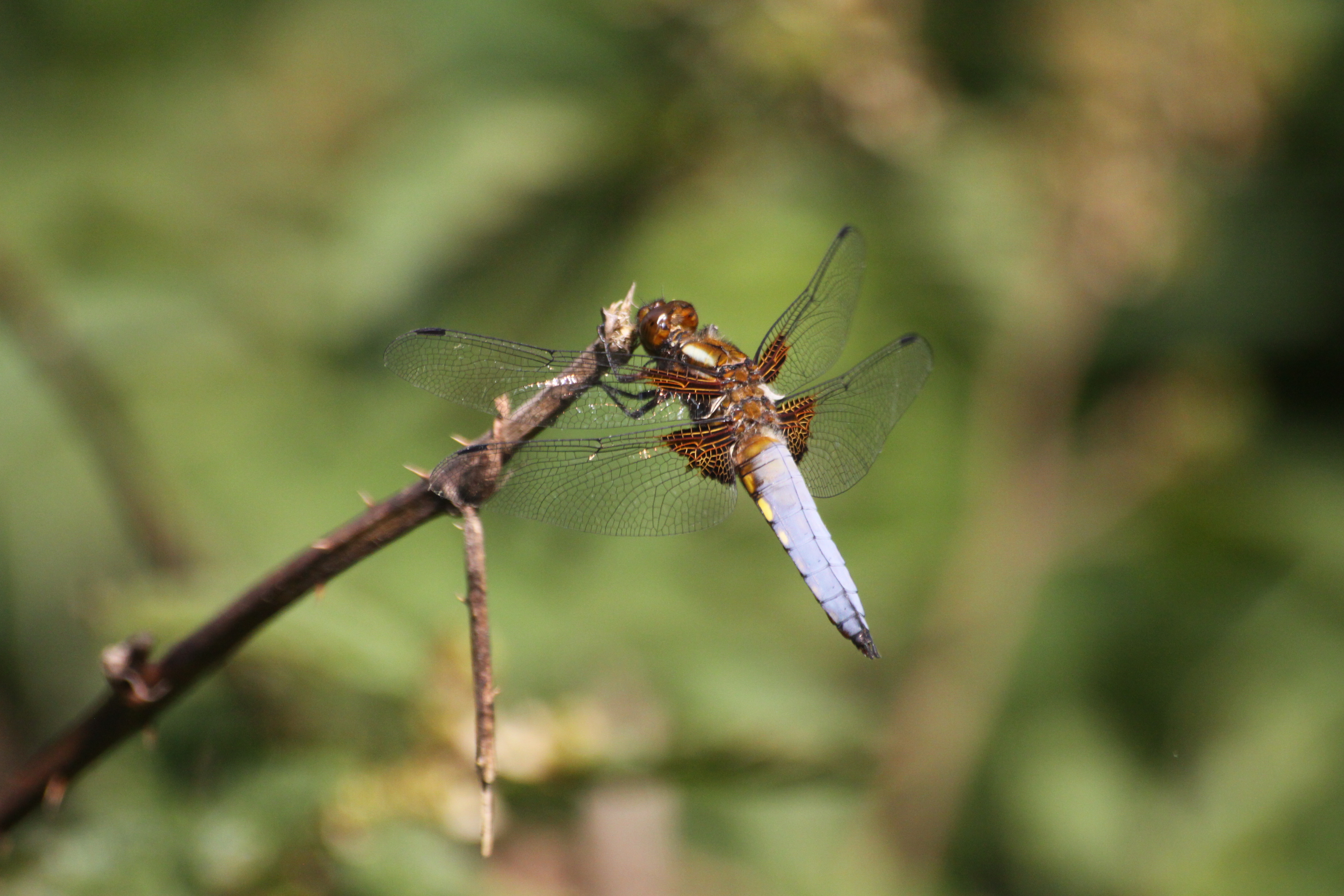 13082013144742 1359 art 969 libellula depressa apatistvanfalva Orseg ungarn 03 51