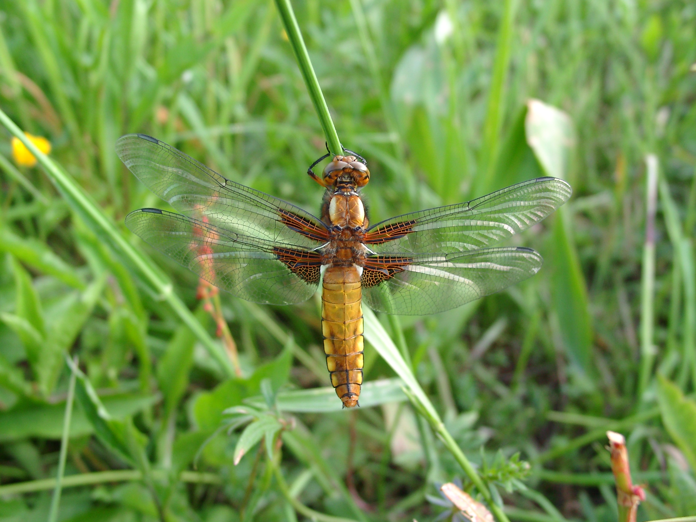 13082013145053 1360 art 969 libellula depressa weibl plattbauch dirnbach diplflache4 05140020 1