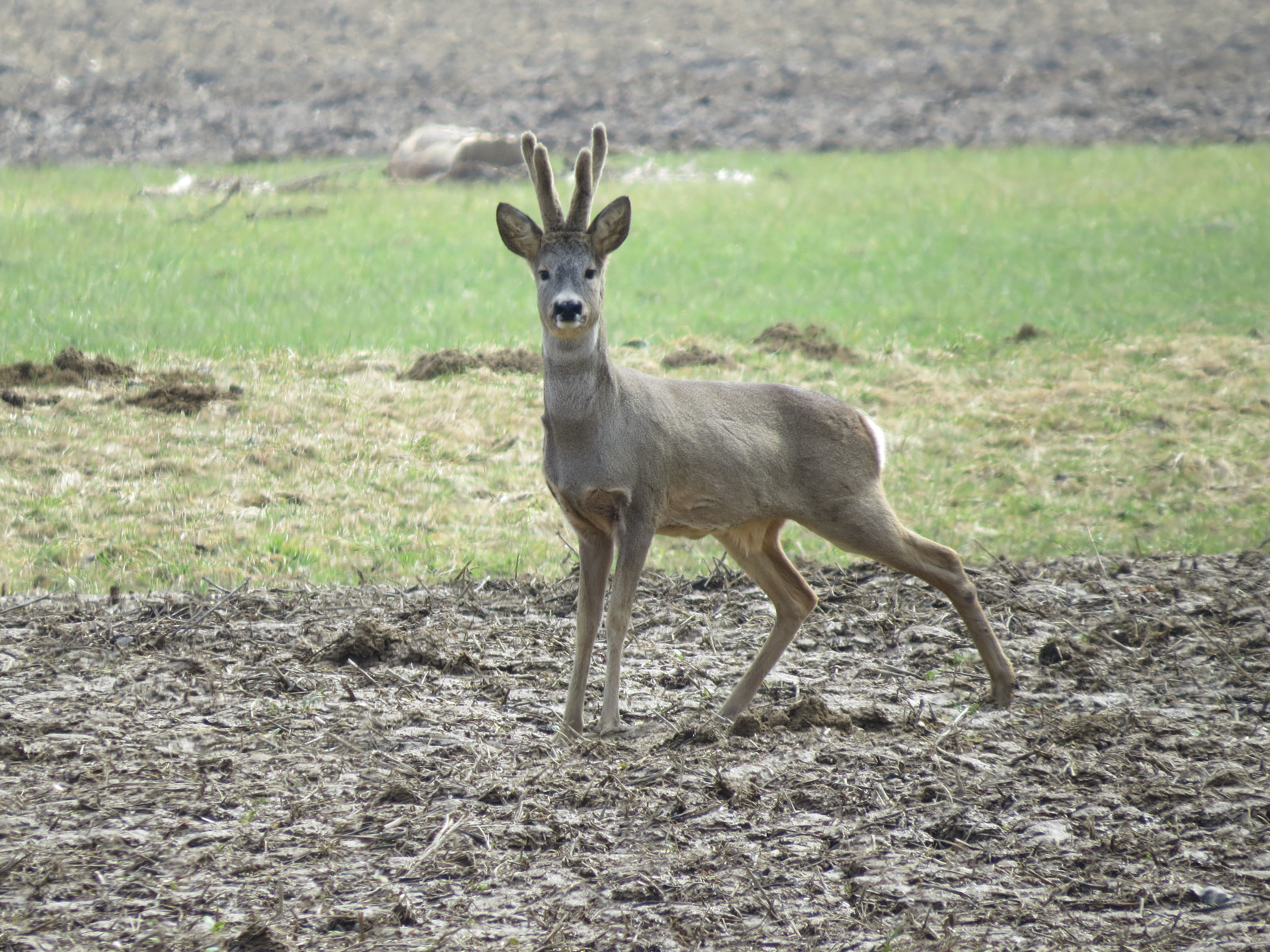 13082013150348 1362 art 924 capreolus capreolus furstenfeld feistritz sudl fritzmuhle 0 004 32