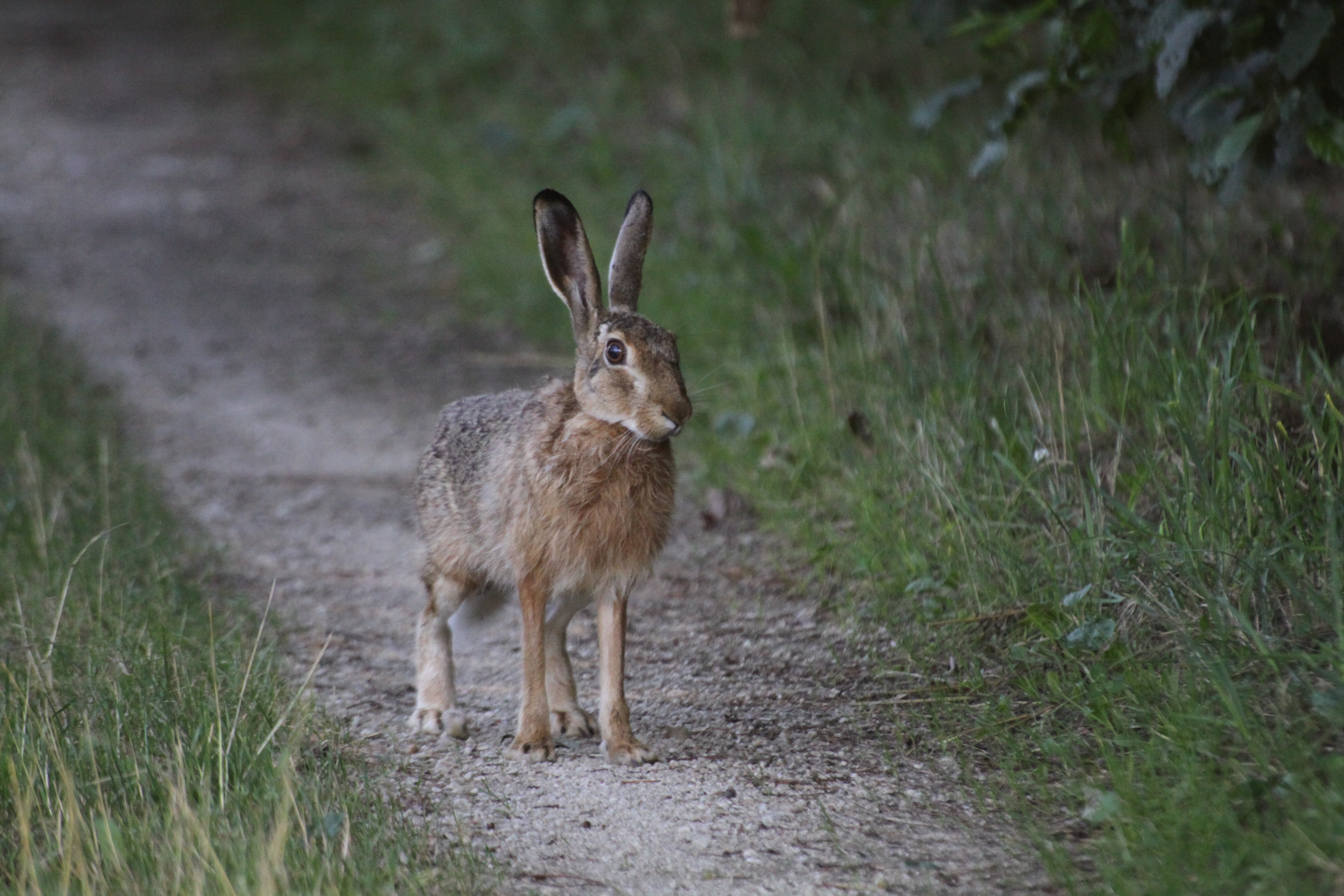 13082013151533 1363 art 884 lepus europaeus wagendorf 96 37
