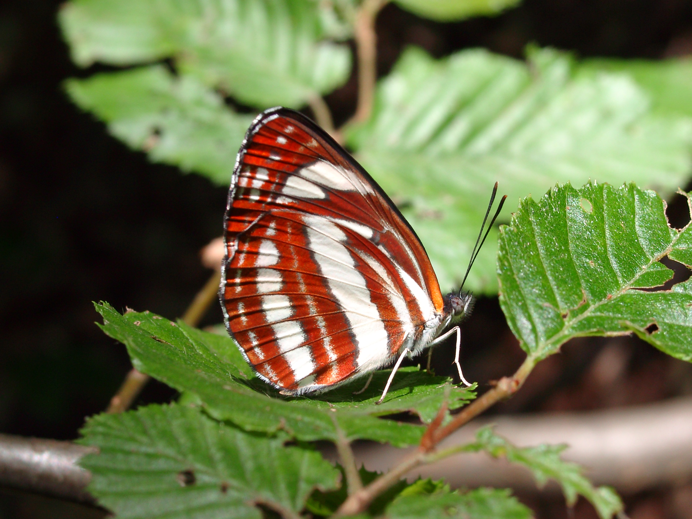 13082013151717 1364 art 939 2642 neptis sappho schwarzbrauner trauerfalter eichgraben 07310006 8