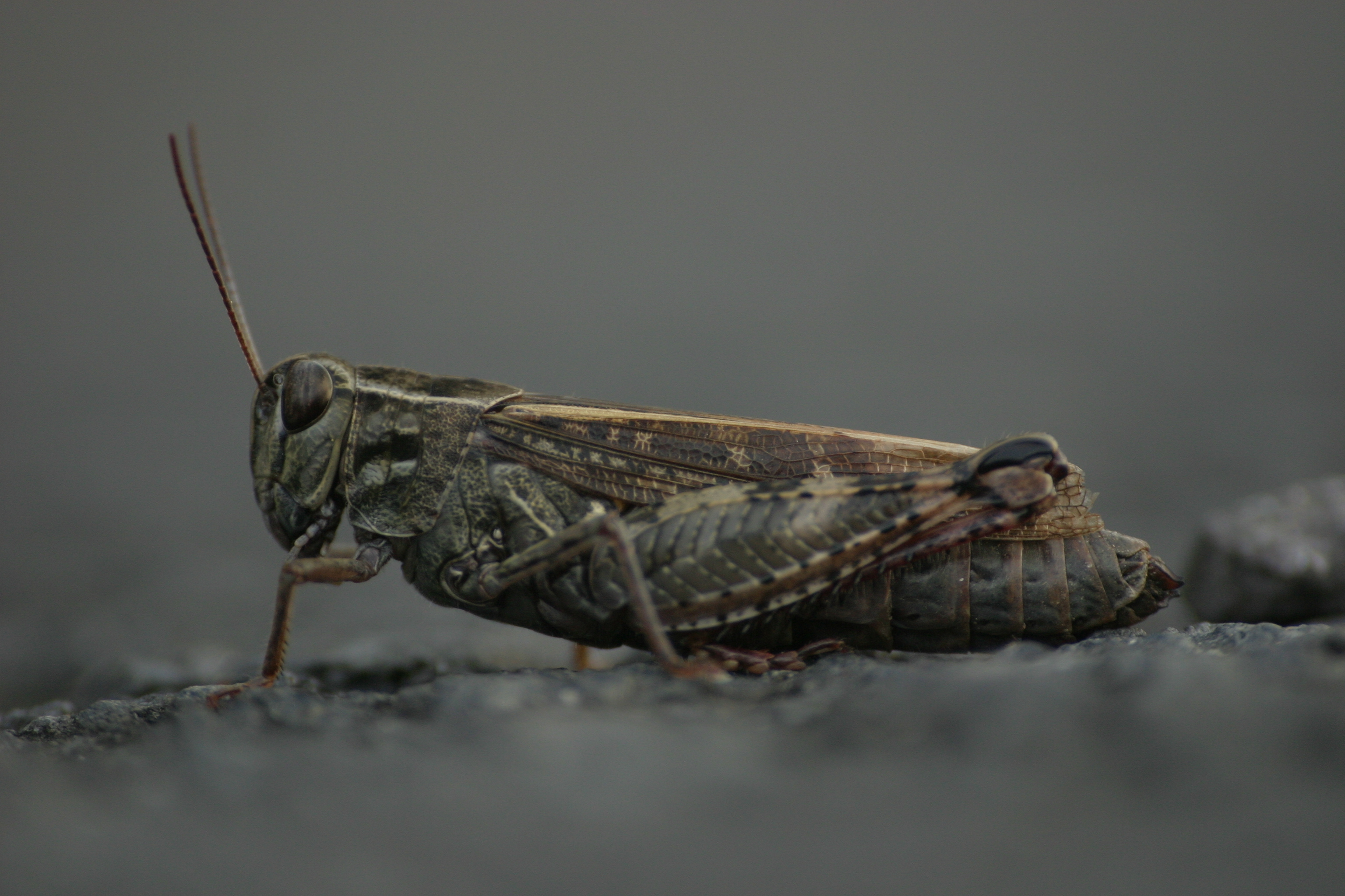 13082013153019 1365 art 865 calliptamus italicus burgfried img 5021 4