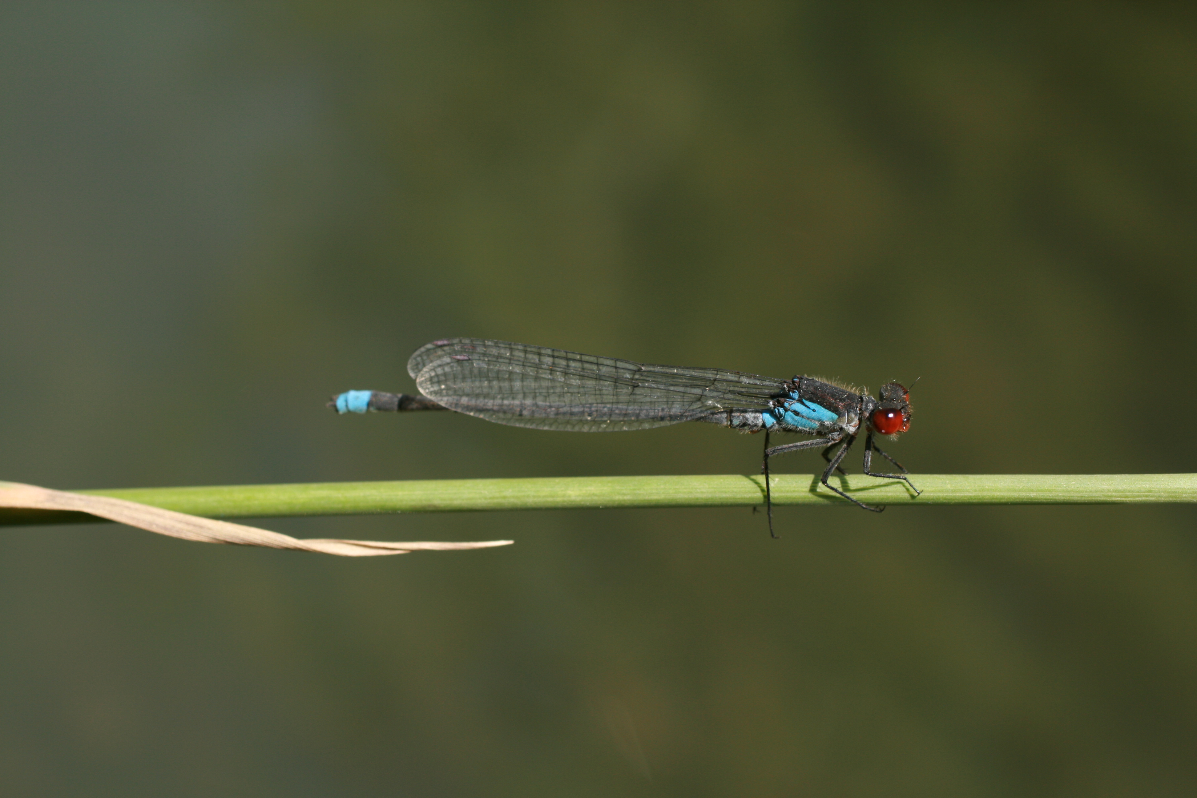 13082013154827 1368 art 892 erythromma najas groses granatauge sicheldorf bild 170 51