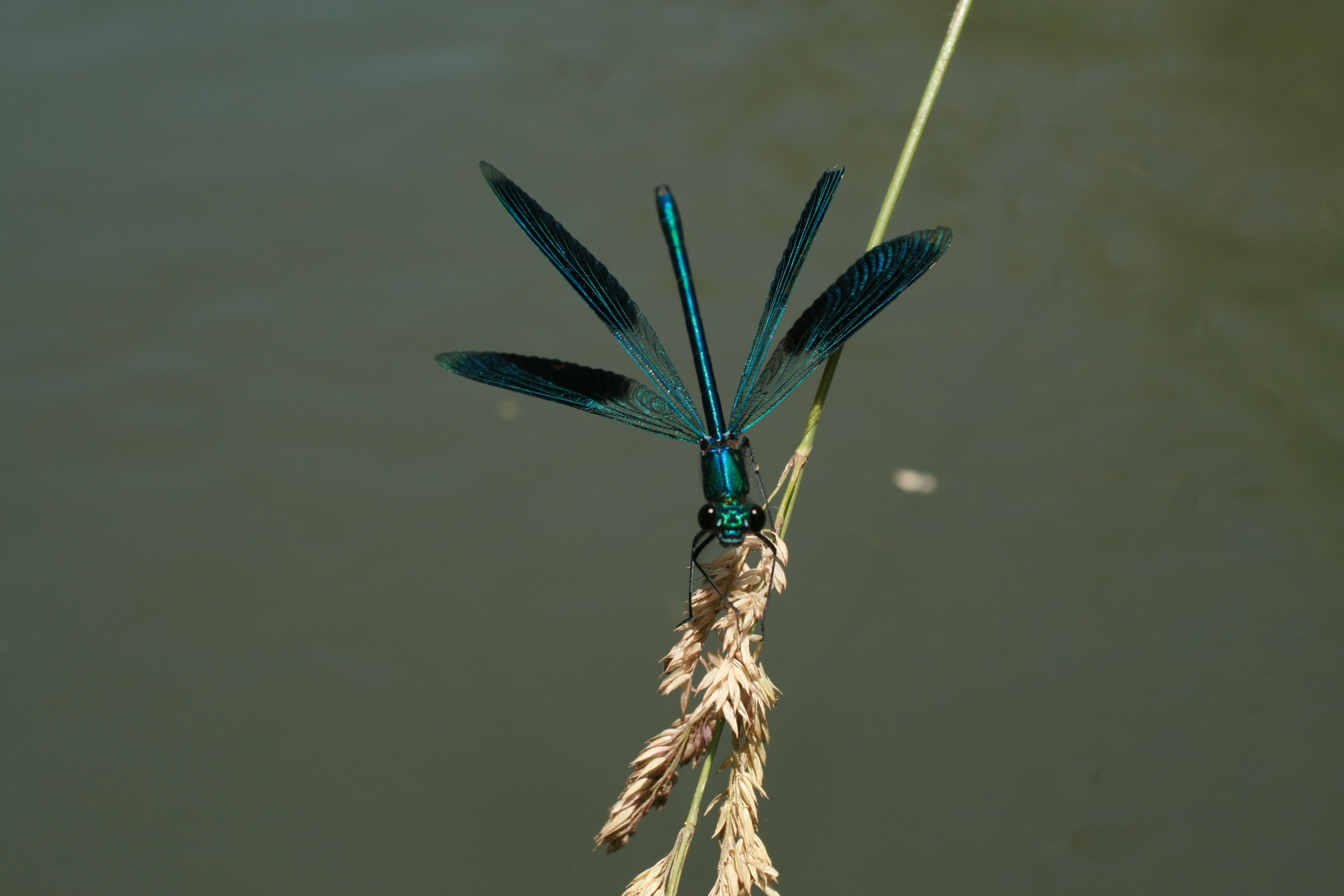 13082013155201 1369 art 889 calopteryx splendens sicheldorf bild 170 106