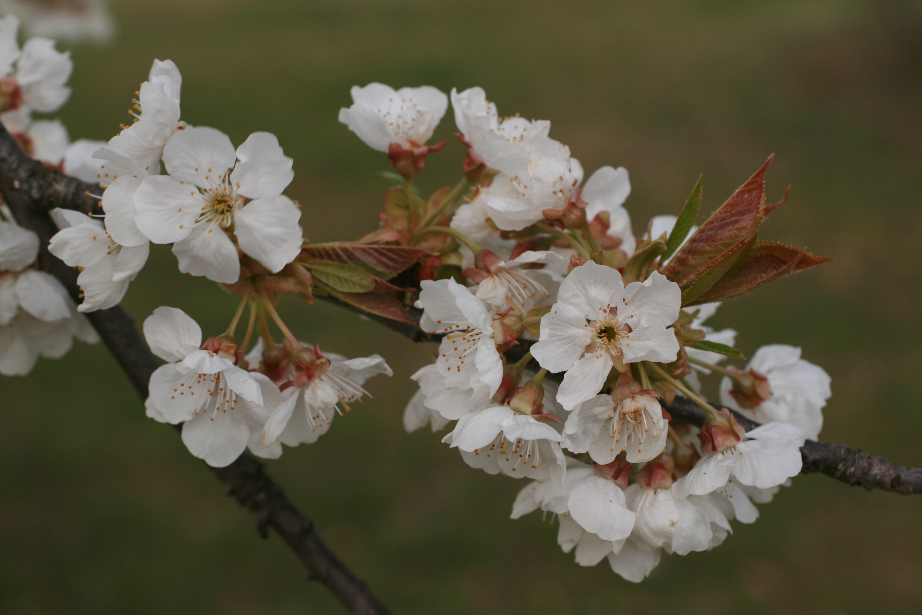 13082013160058 1371 art 882 prunus avium subsp juliana buchschachen 0 247 3