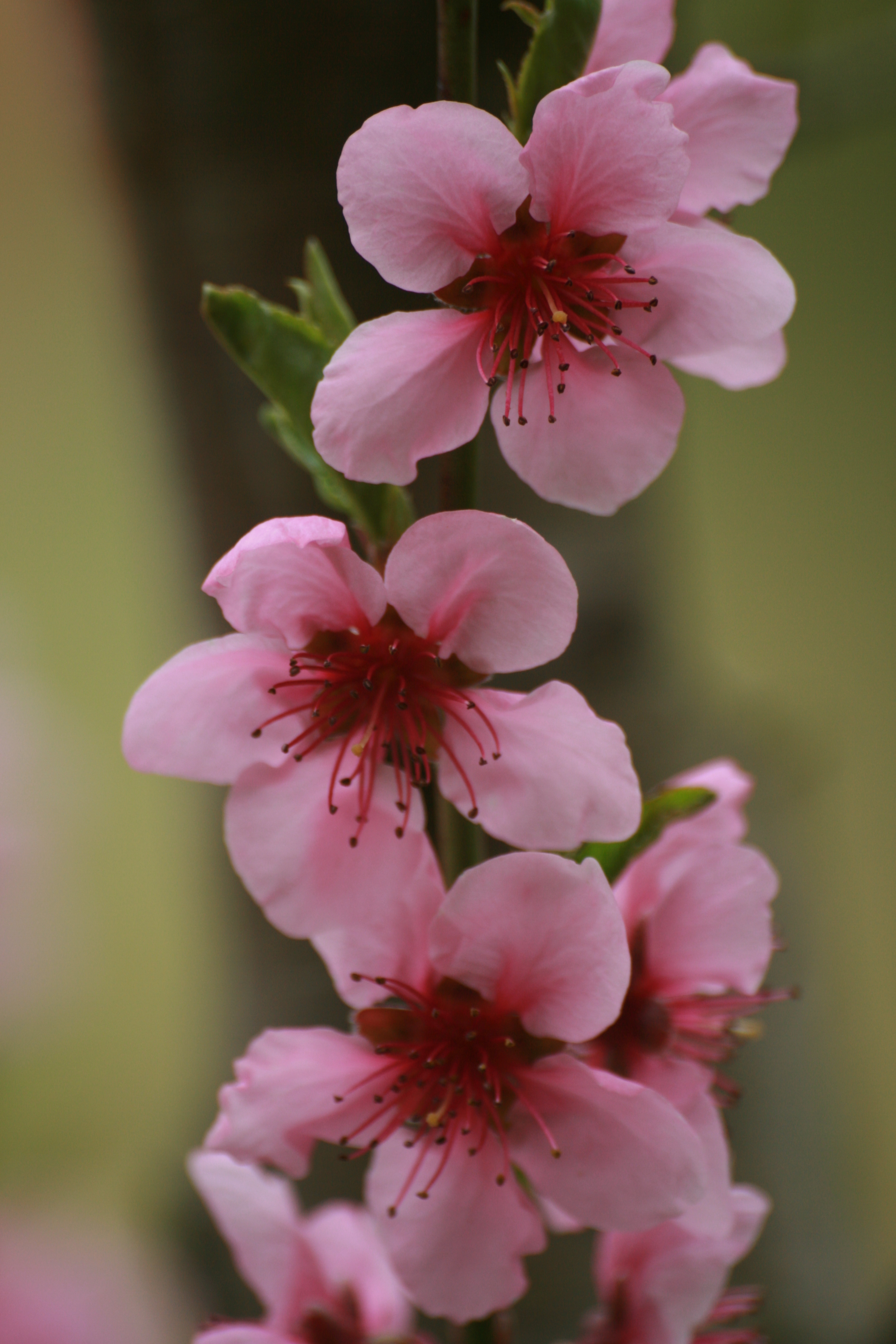 13082013161859 1372 art 899 prunus persica var weingarten pirsich burgfried 8