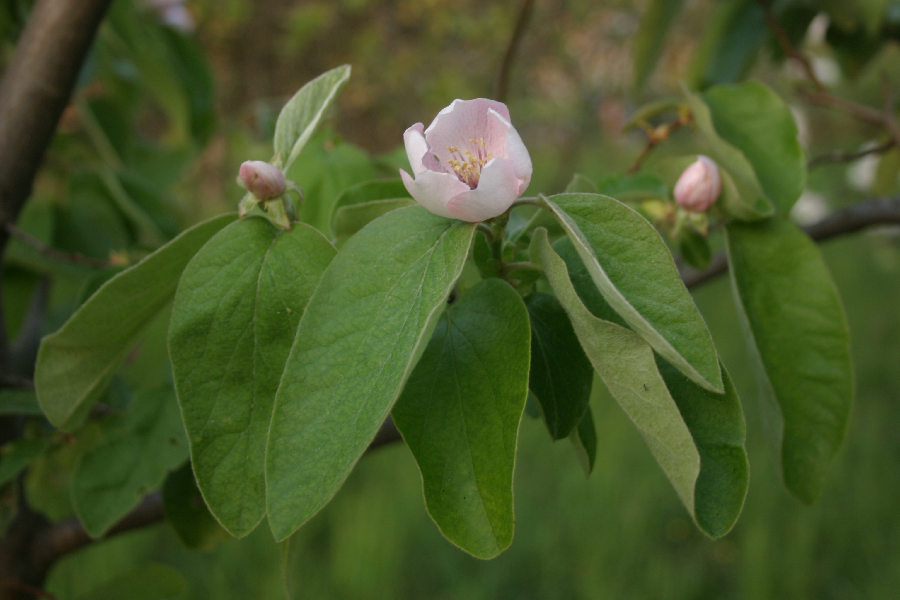 13082013162130 1373 art 883 cydonia oblongata burgfried img 8153 11