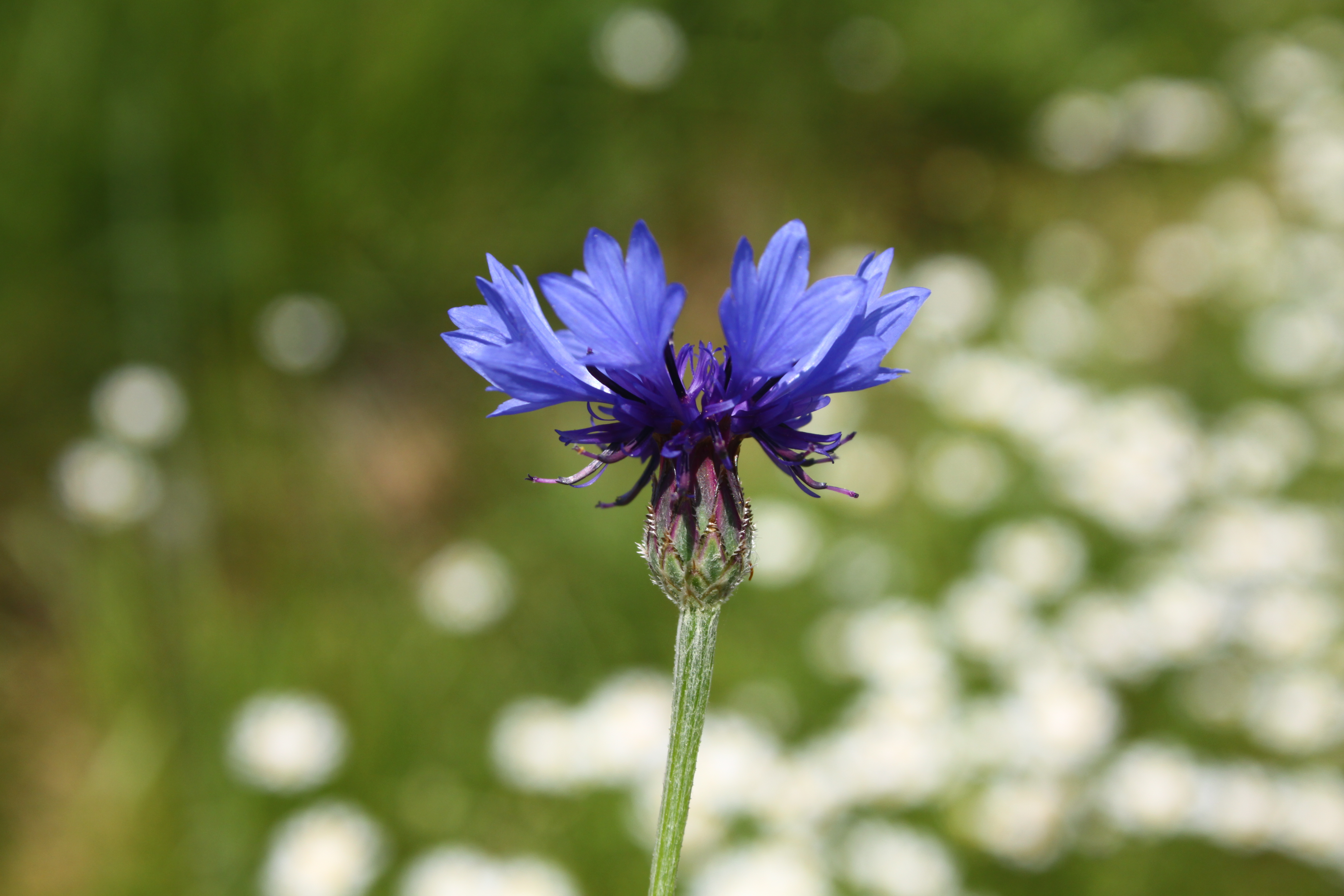 13082013163441 1376 art 713 centaurea cynanus cyanus segetum kokotin breg budinci goricko slowenien 321 180