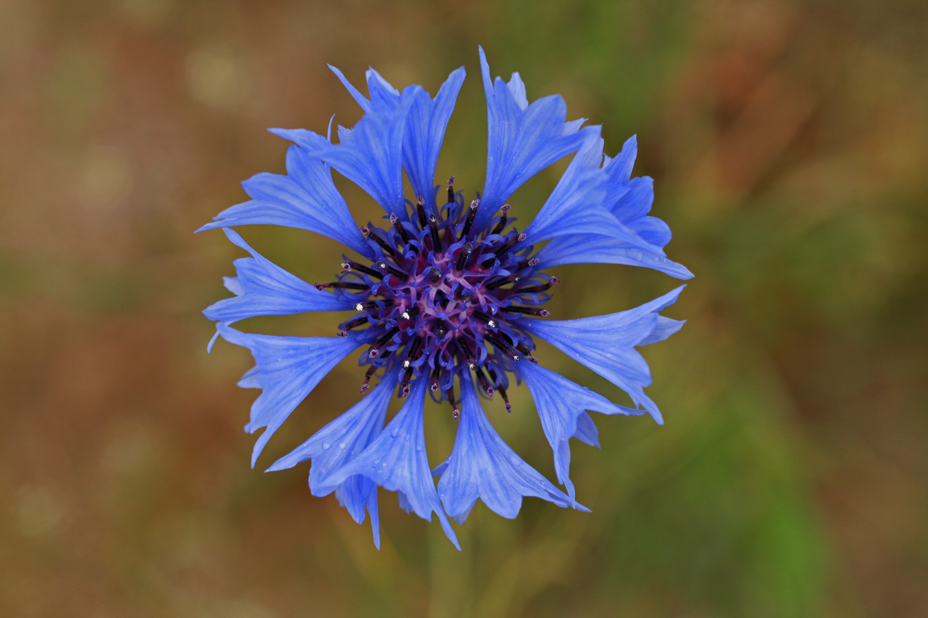 13082013164201 1377 art 713 centaurea1 cyanus ori