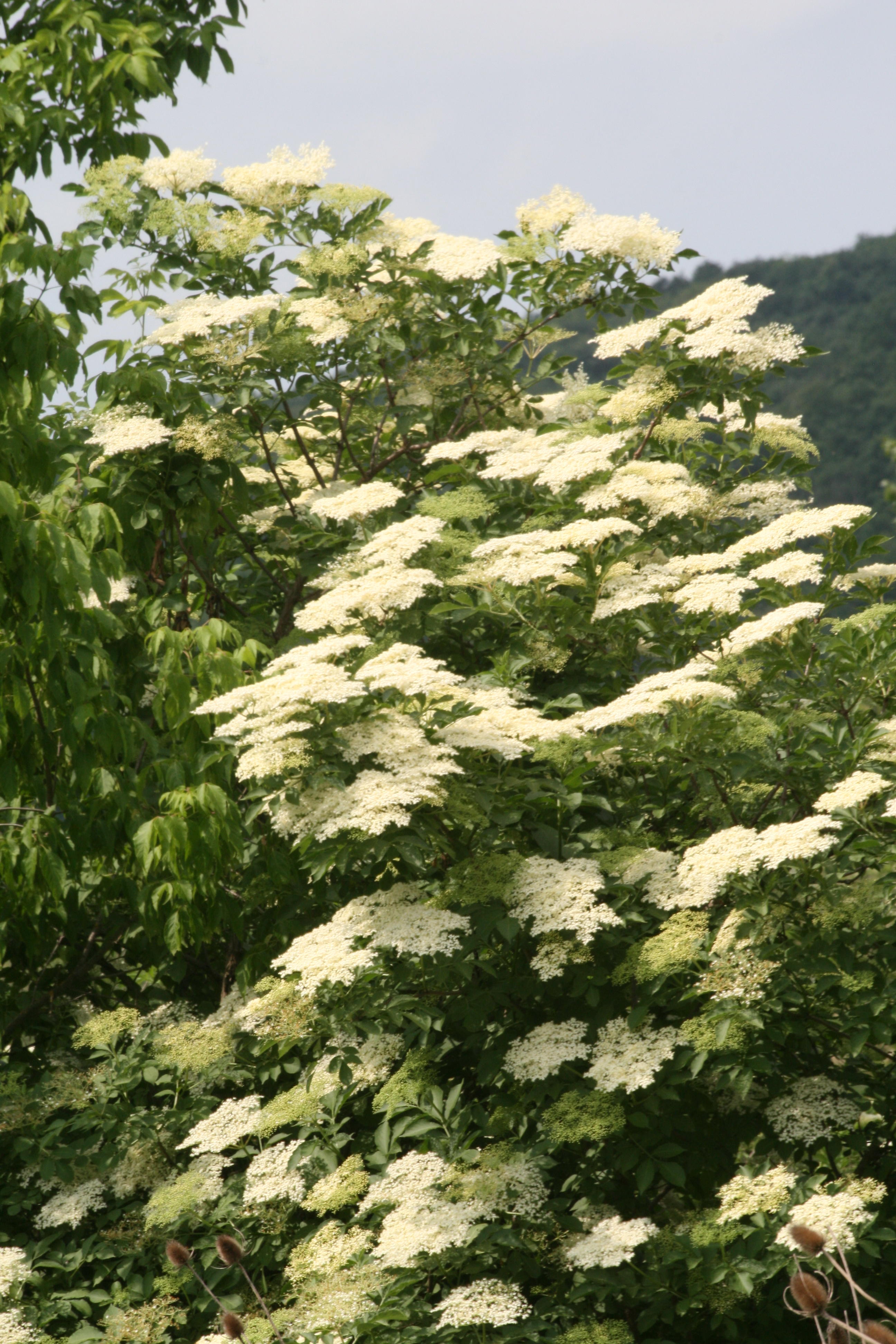 13082013164714 1378 art 278 sambucus nigra ungarn kali becken salfold 07 52