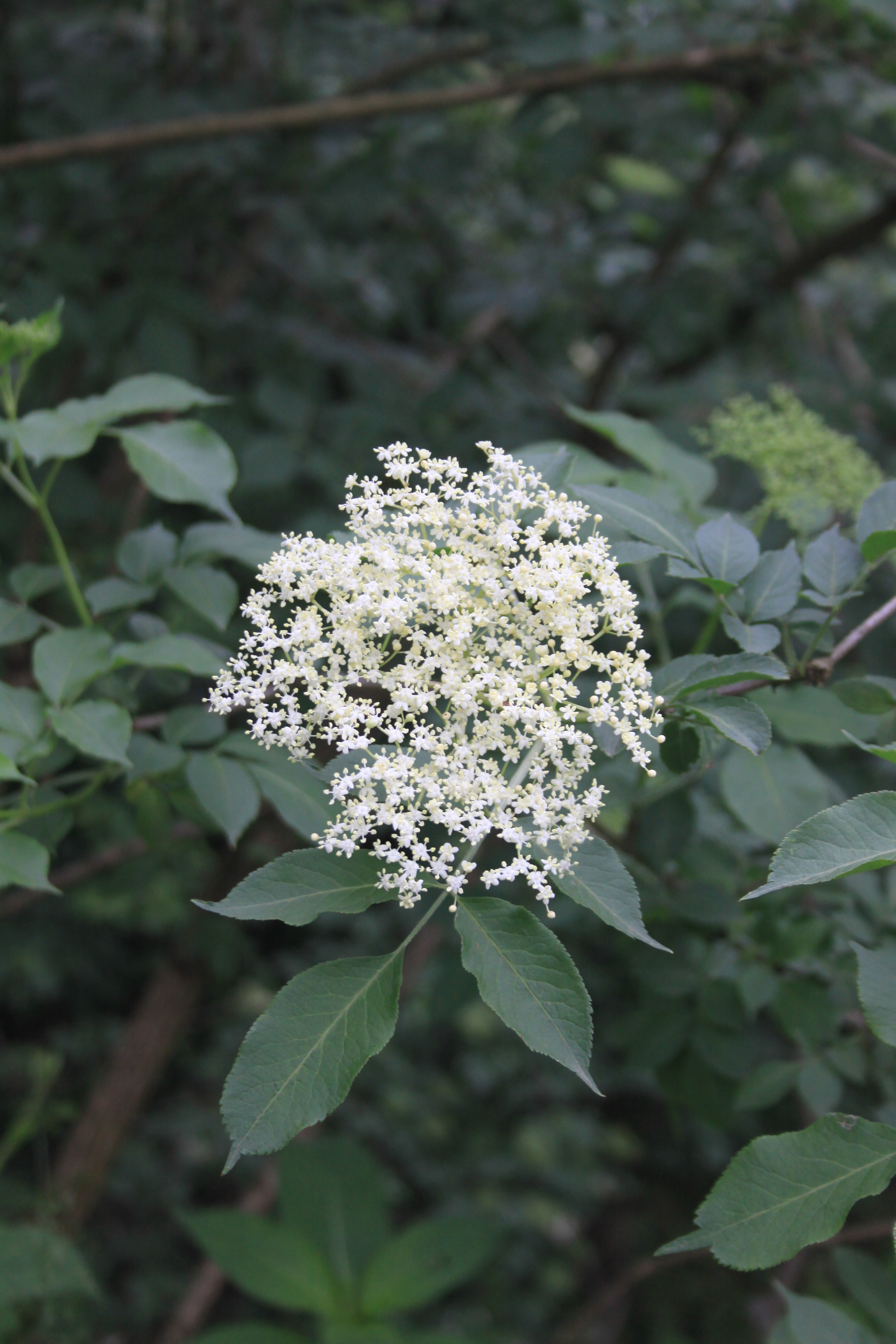 13082013165332 1379 art 278 sambucus nigra worth a d lafnitz 85010 2