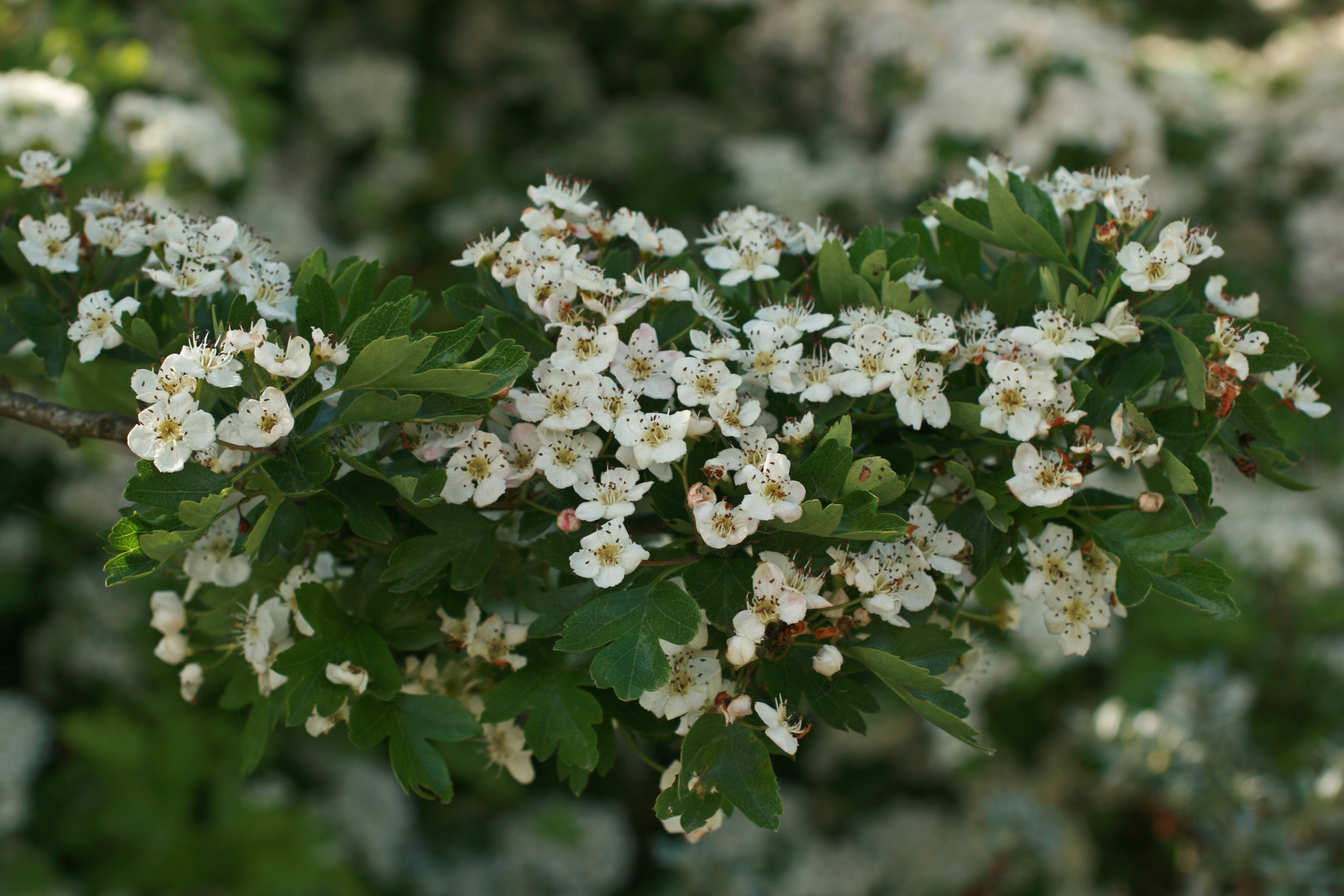 13082013170132 1380 art 264 crataegus2 monogyna ori