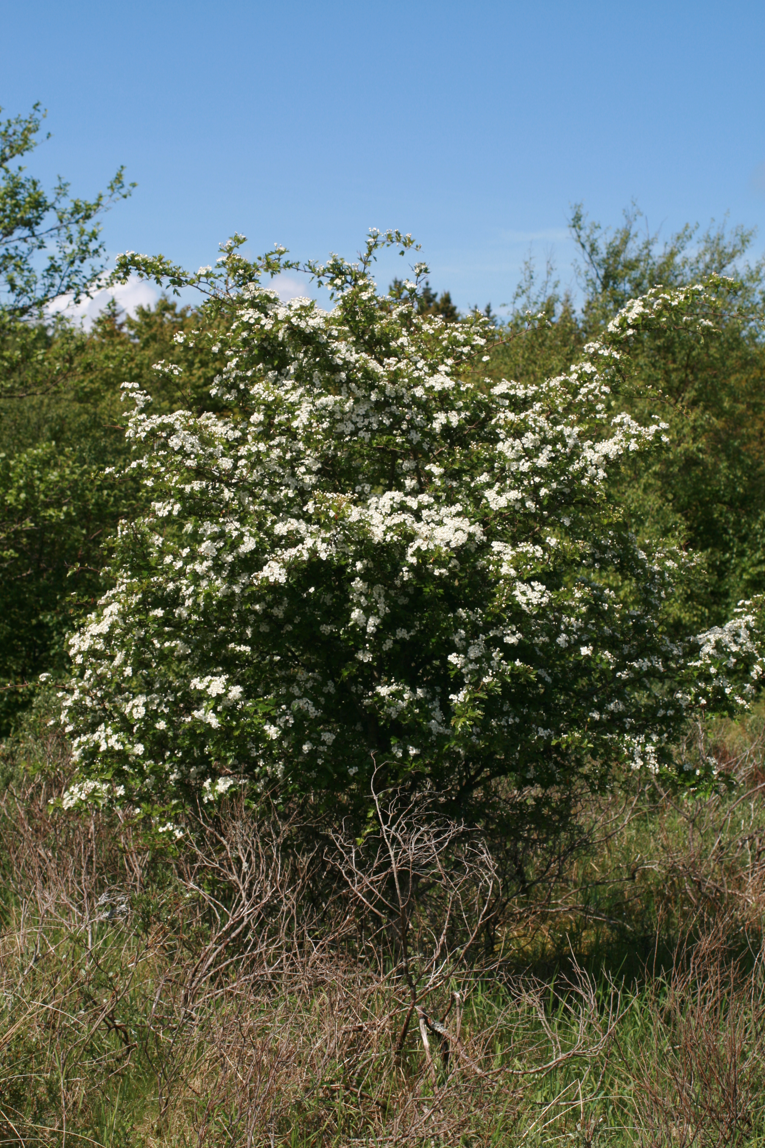 13082013170840 1381 art 264 crataegus monogyna bulbjerg dk img 0002 31