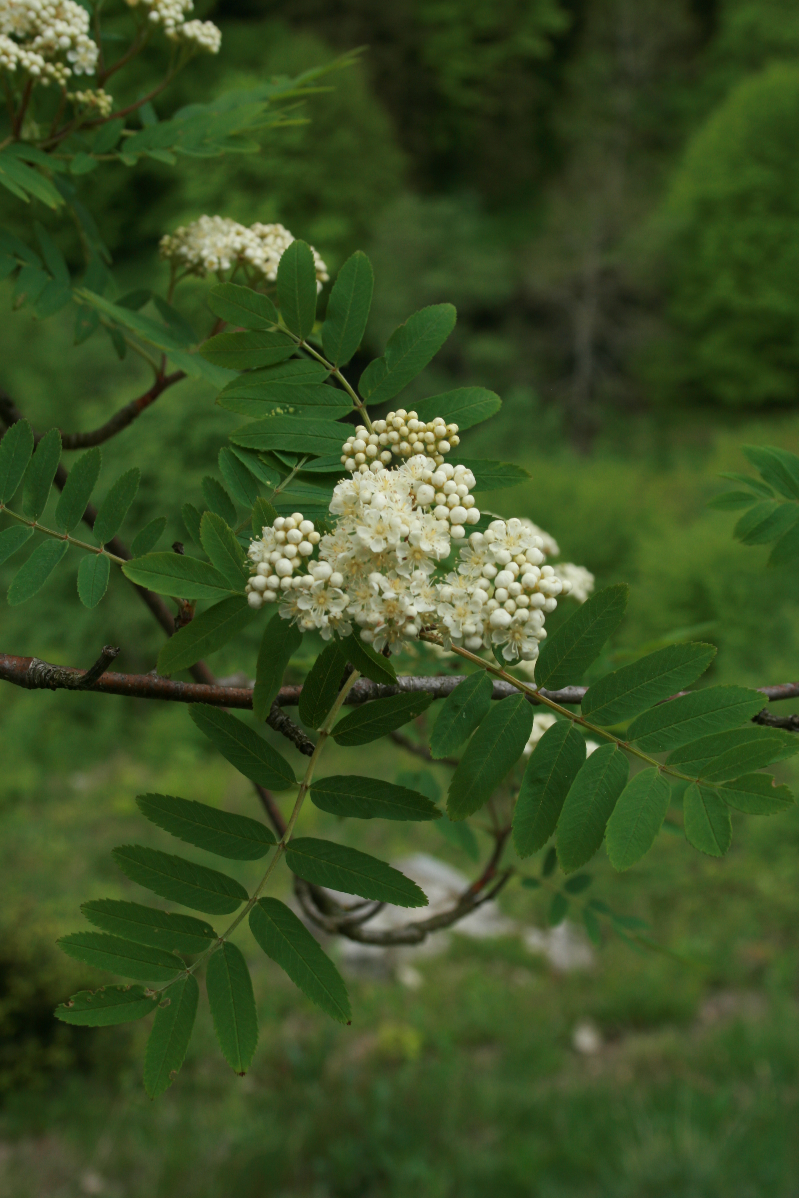 13082013171358 1382 art 257 sorbus aucuparia herberstein 01 35