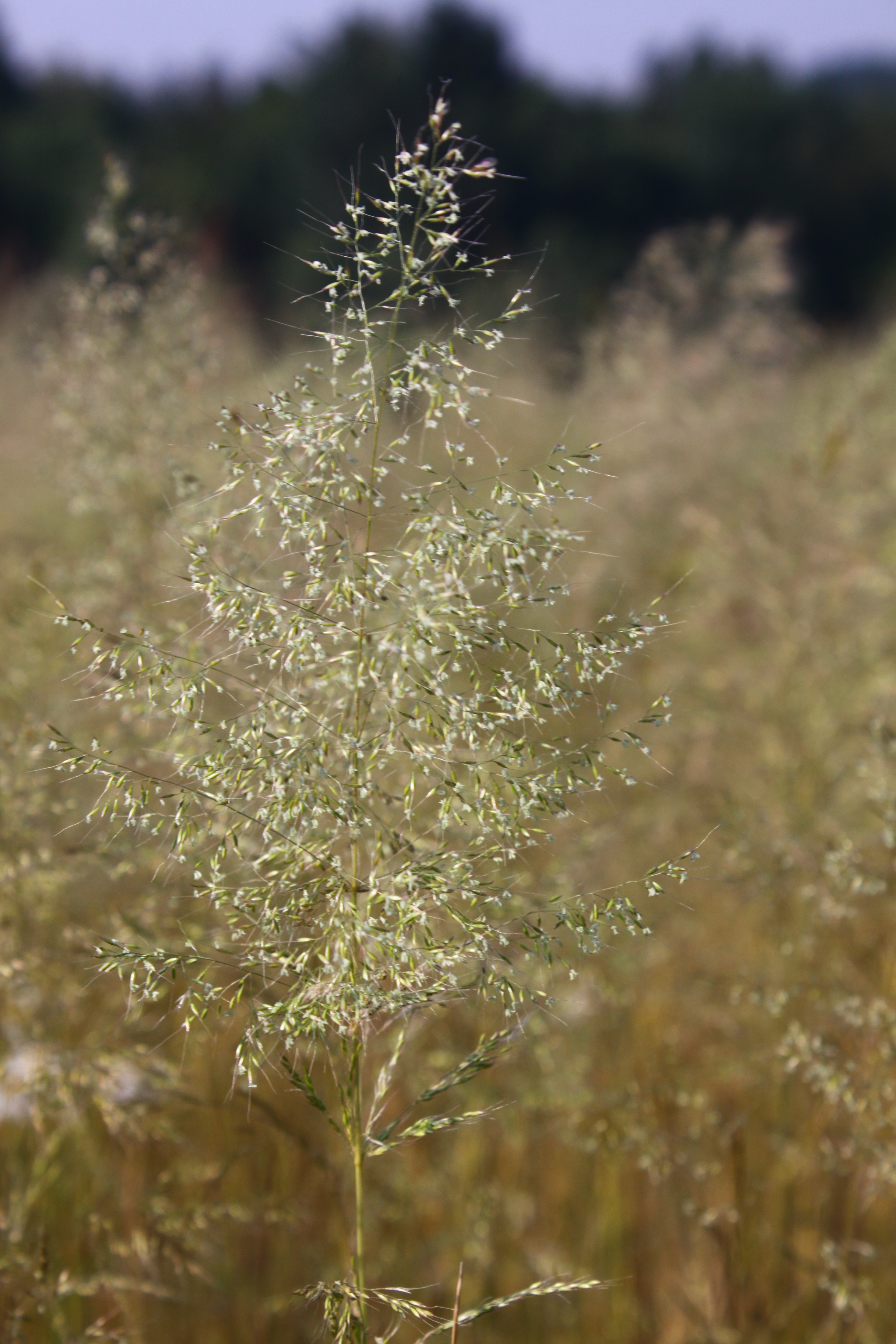 13082013172253 1383 art 714 apera spica venti ketfolgy ost Orseg ungarn 5159 76