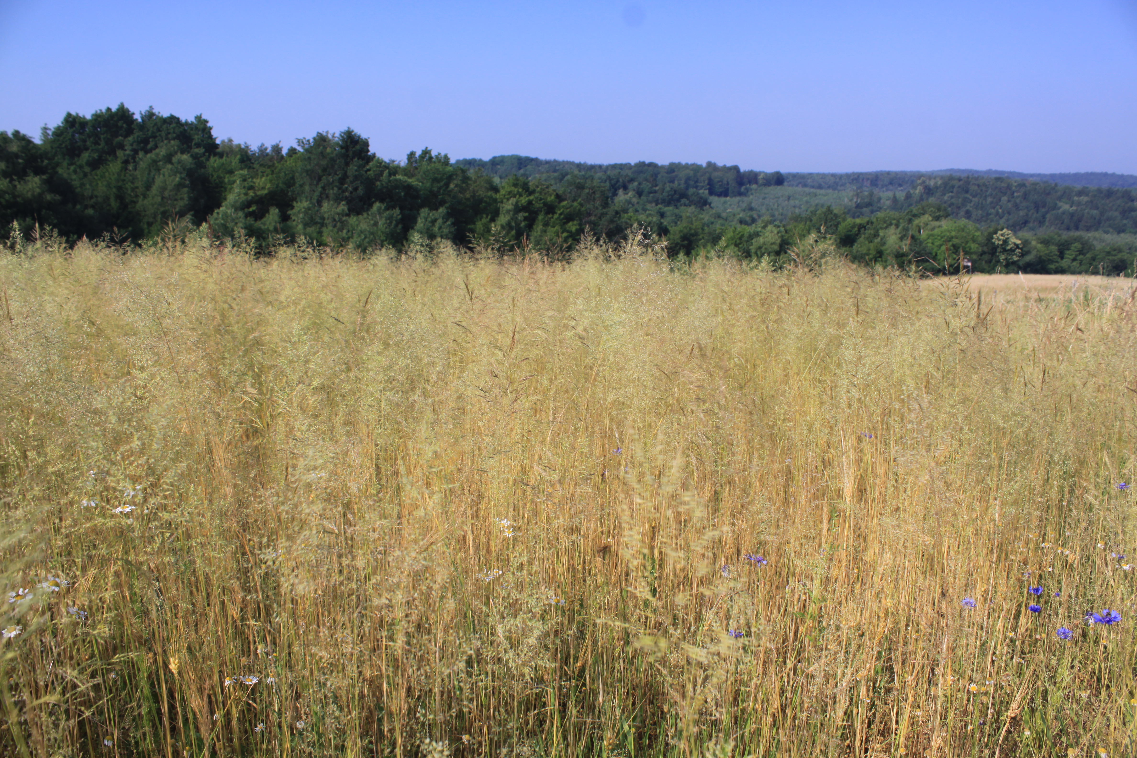 13082013172850 1384 art 714 apera spica venti ketfolgy ost Orseg ungarn 5159 70