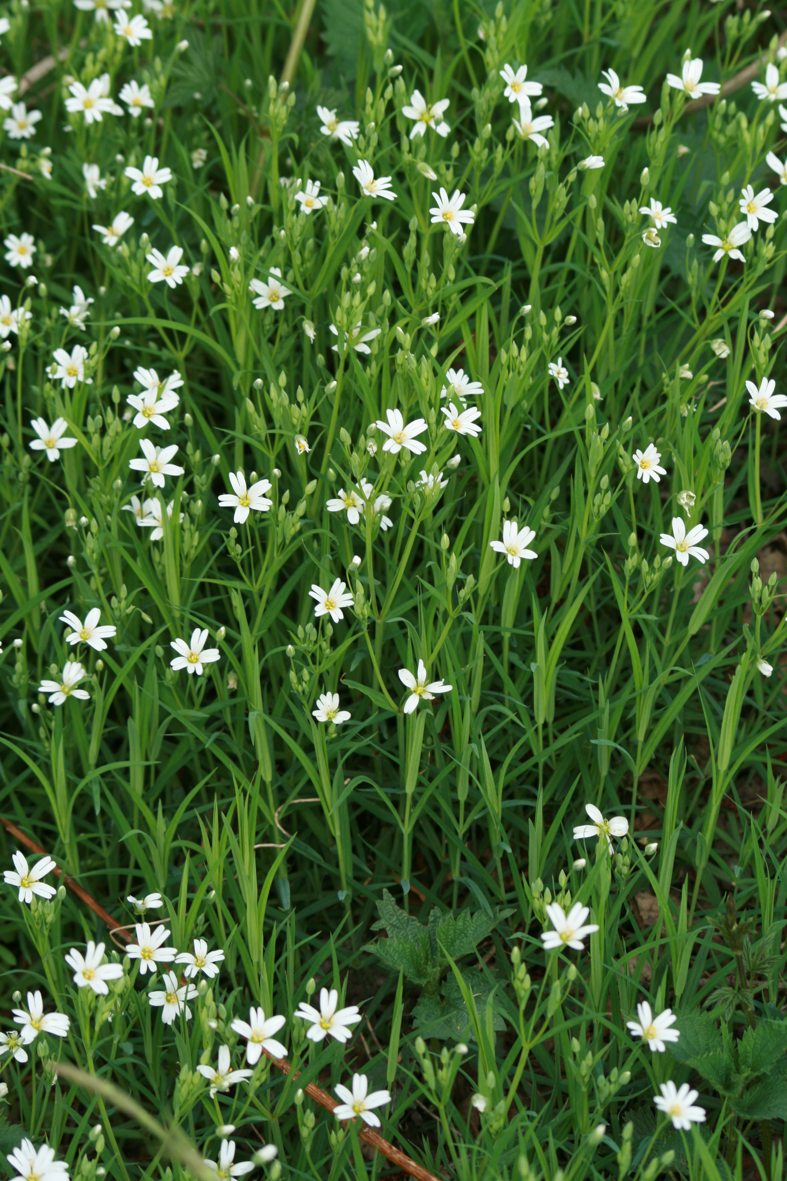 13082013173530 1385 art 701 stellaria holostea hoppachgraben bei bobisbg bgld 0 332 4