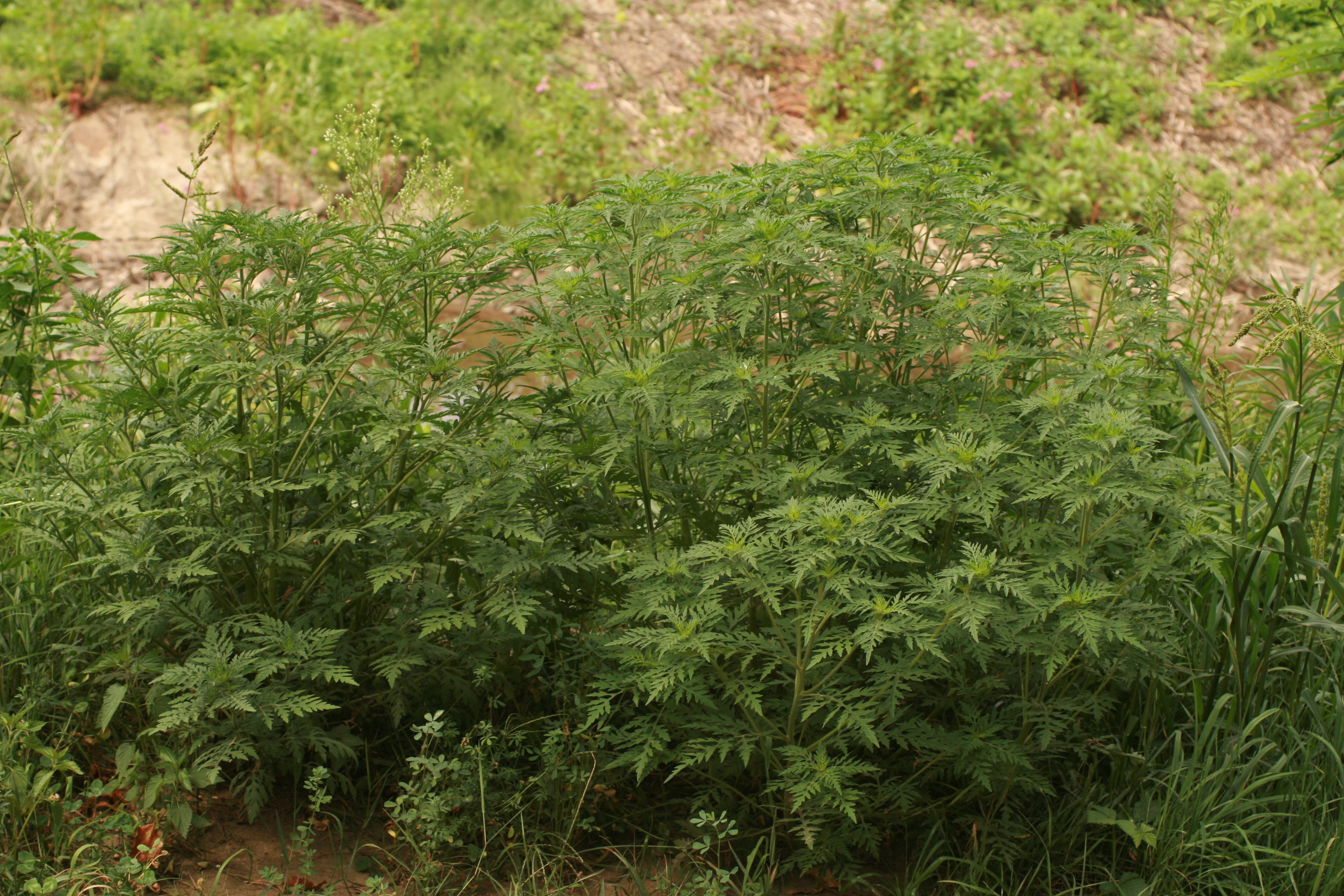 13082013174923 1386 art 709 ambrosia artemisiifolia donnersdorf 056