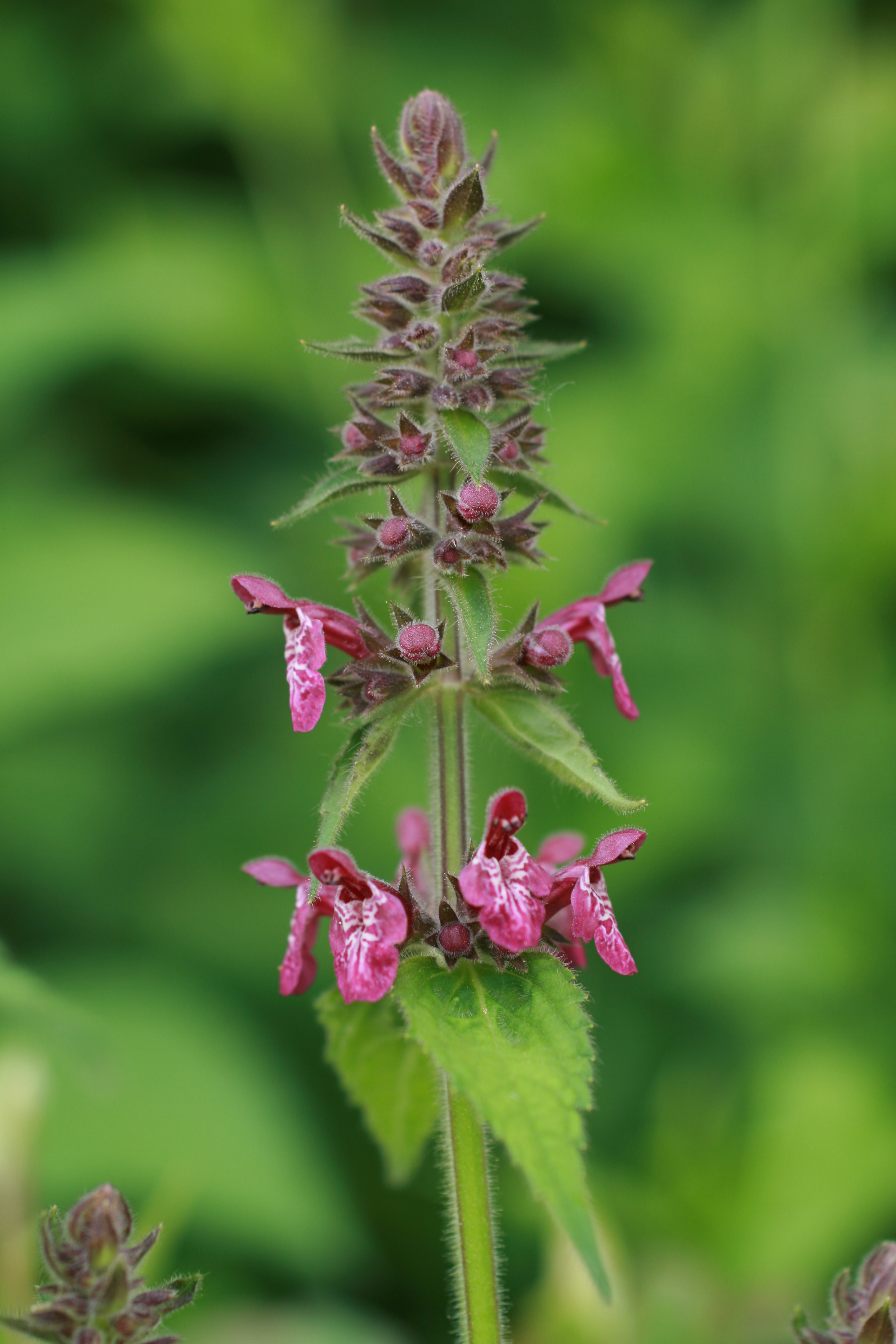 13082013175550 1387 art 471 stachys sylvatica bairkolldf bild 181 8