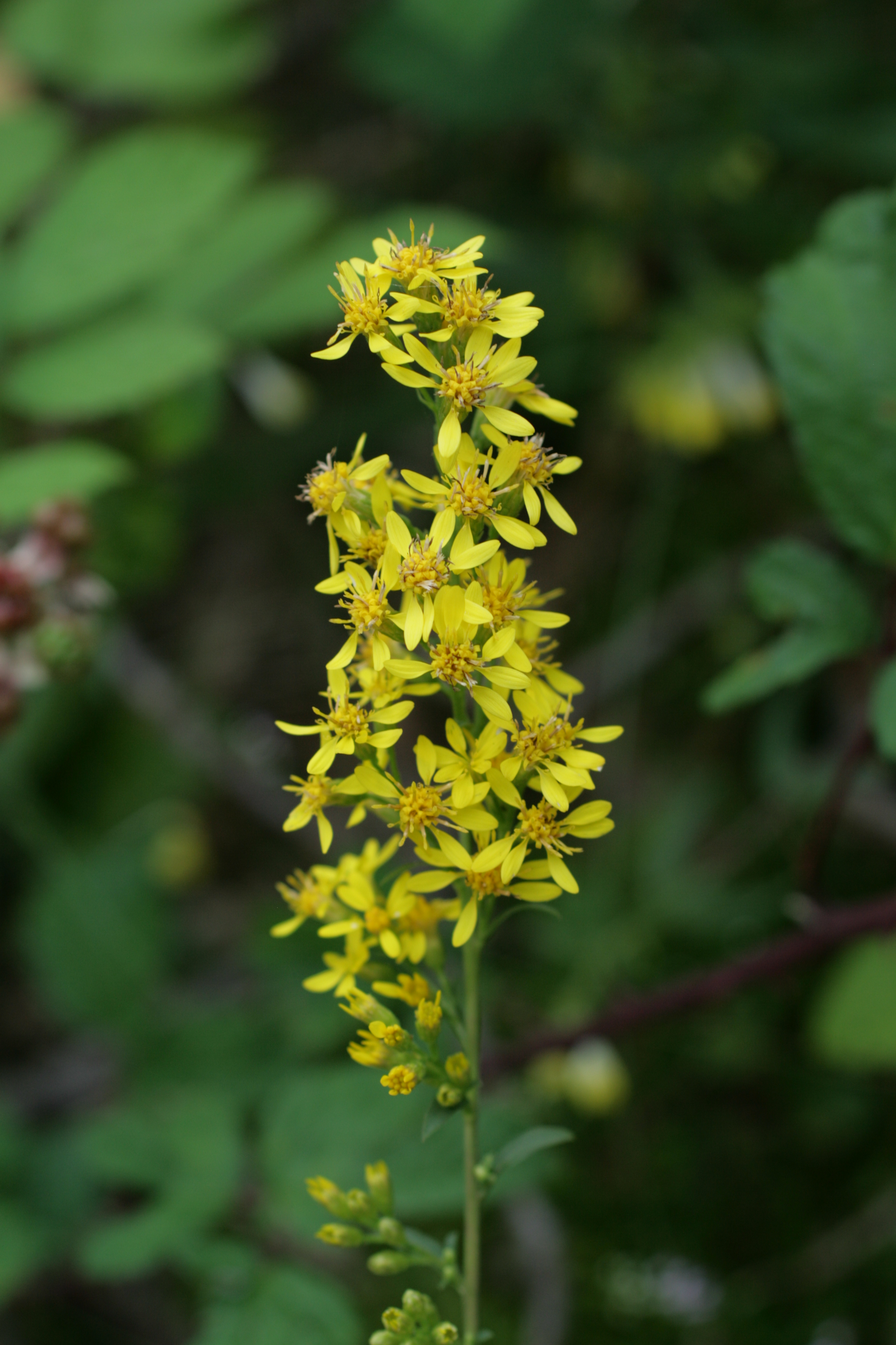 13082013180339 1388 art 470 solidago virgaurea schmiedbock b st magdalena a lemberg 01 3