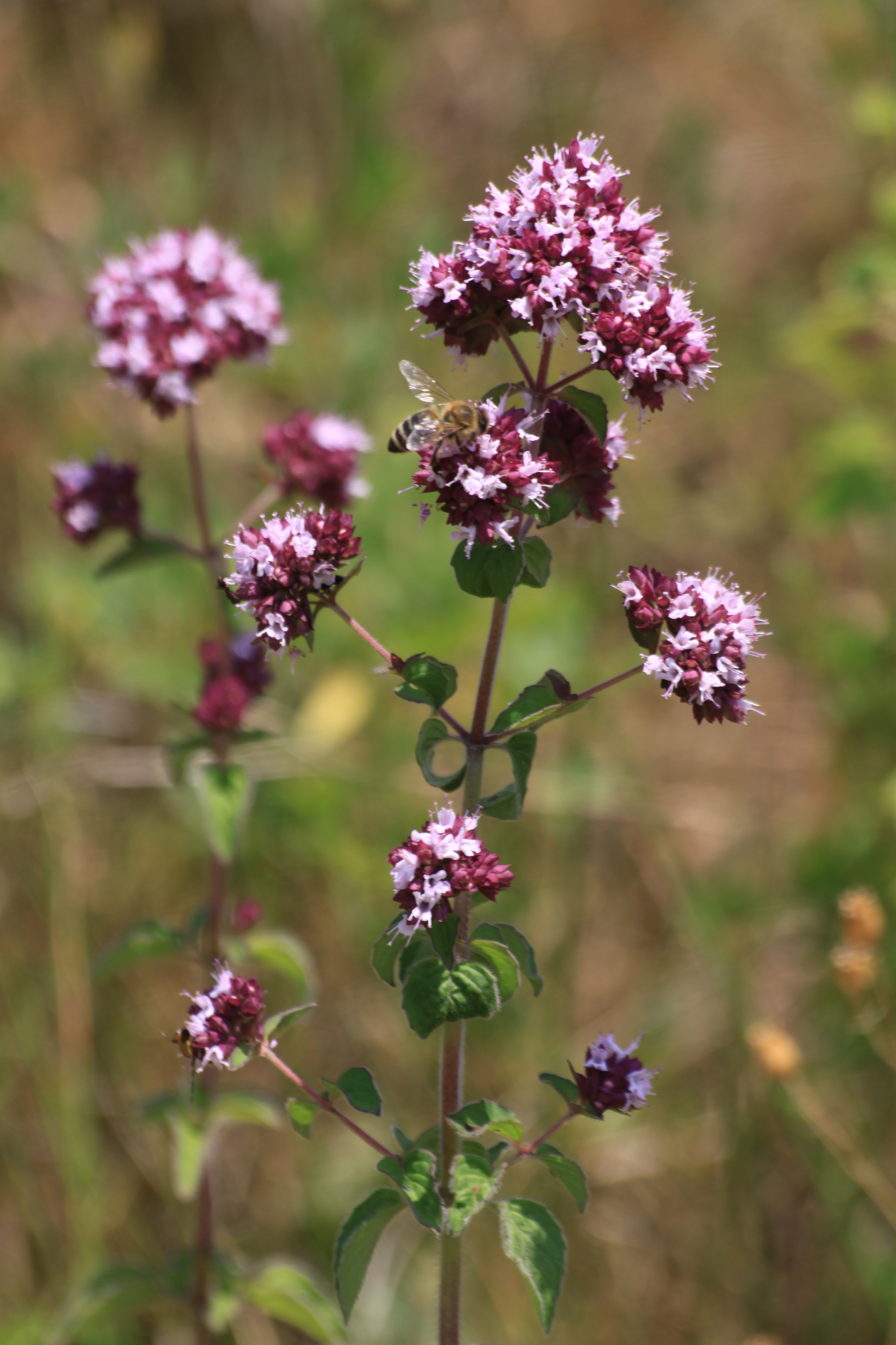 13082013181025 1389 art 467 origanum vulgare sablatnigmoor 81 310
