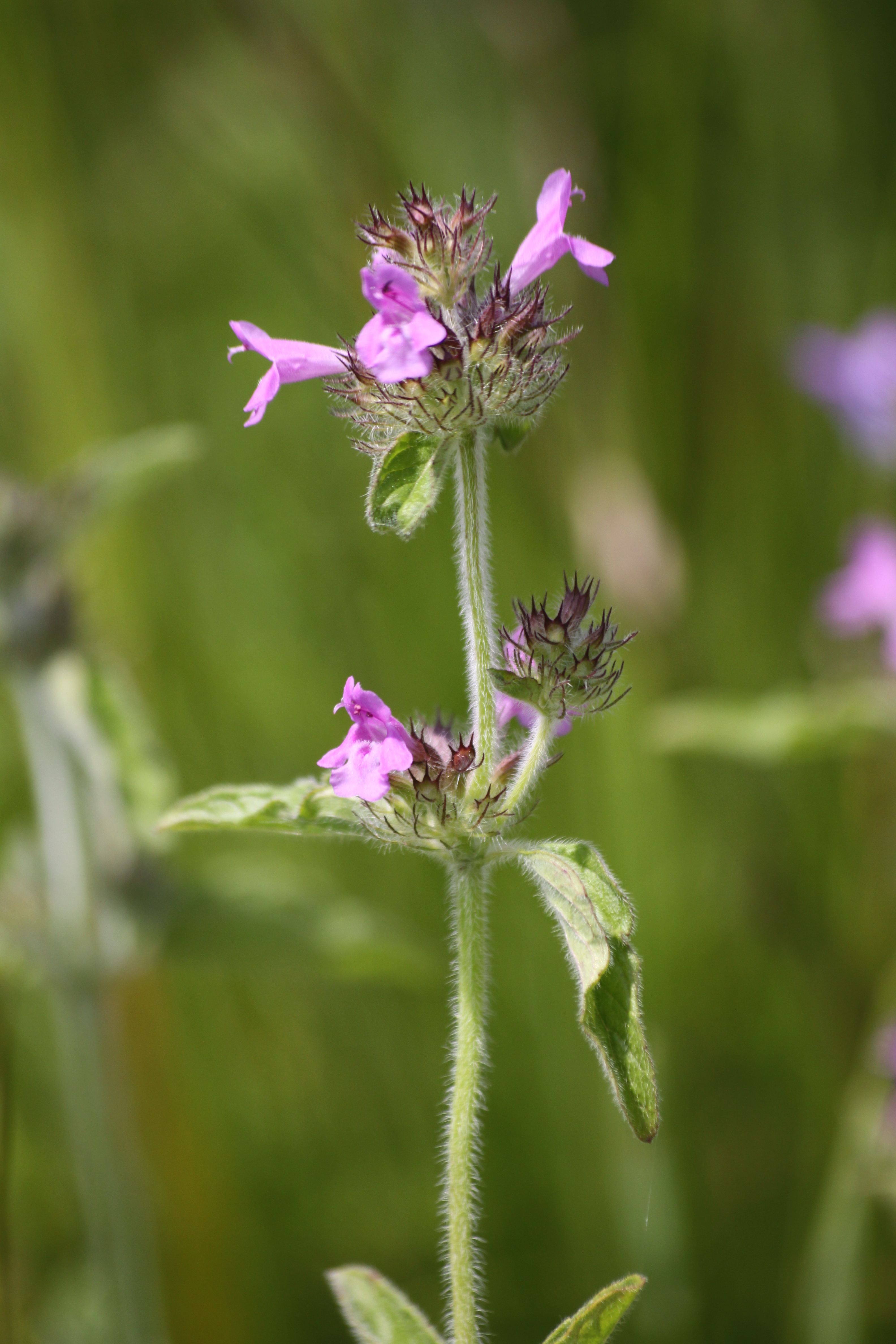 13082013181312 1390 art 463 clinopodium vulgare worth a d lafnitz 286 47